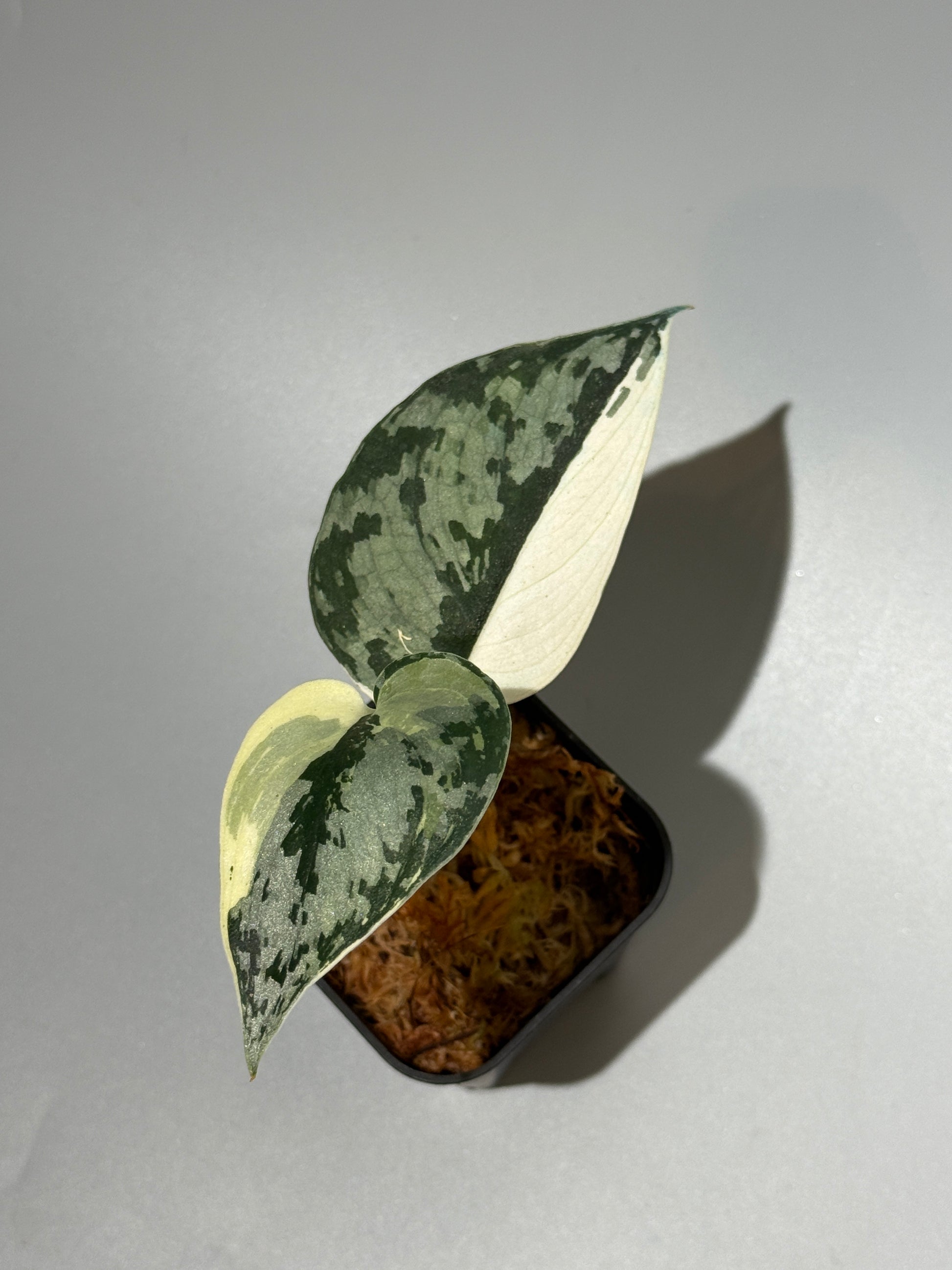 スキンダプサス マリポーサ / Scindapsus Mariposa(1)