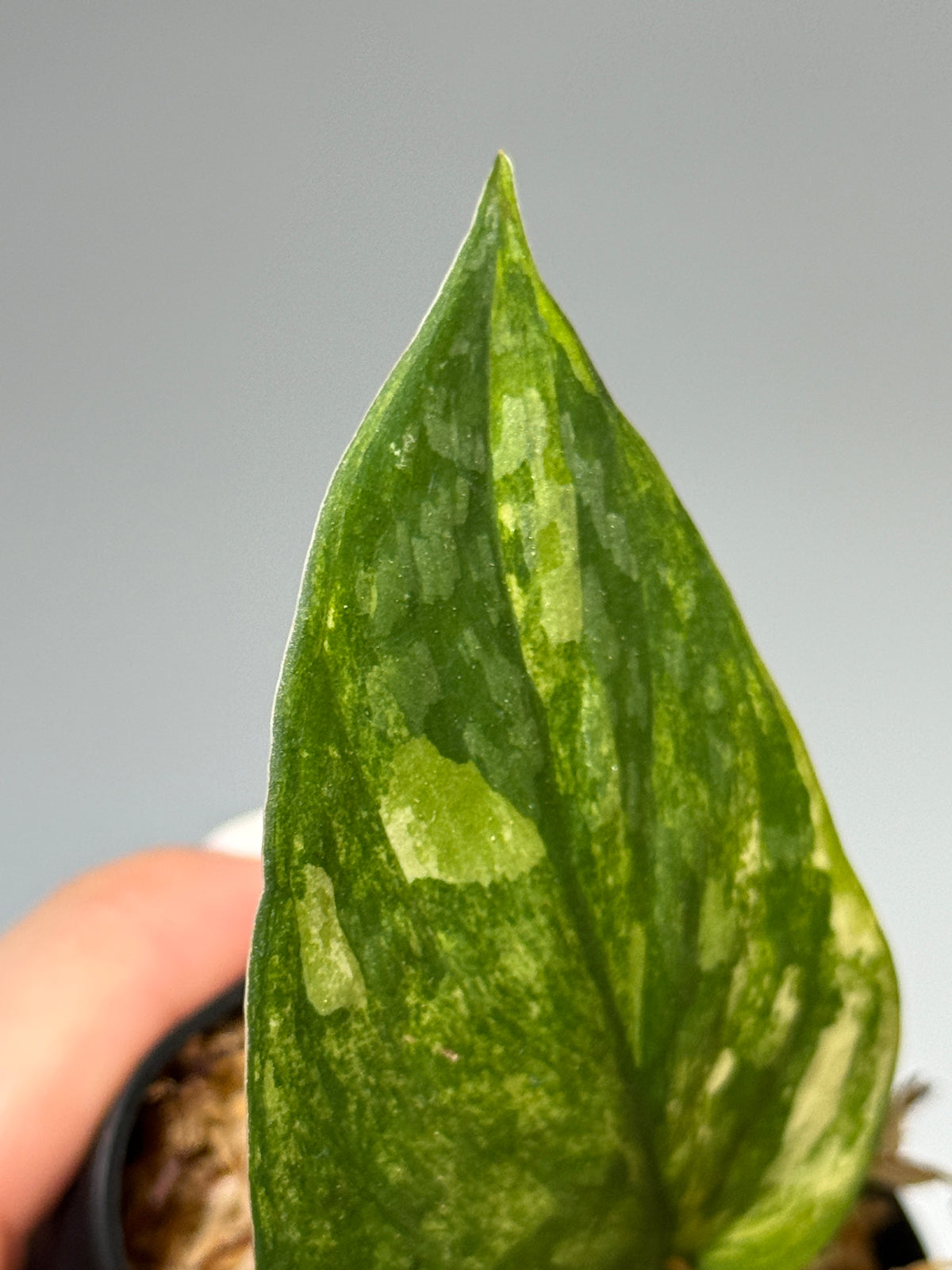 スキンダプサス エキゾチカ イエロームーン  / Scindapsus Exotica yellow moon (1)