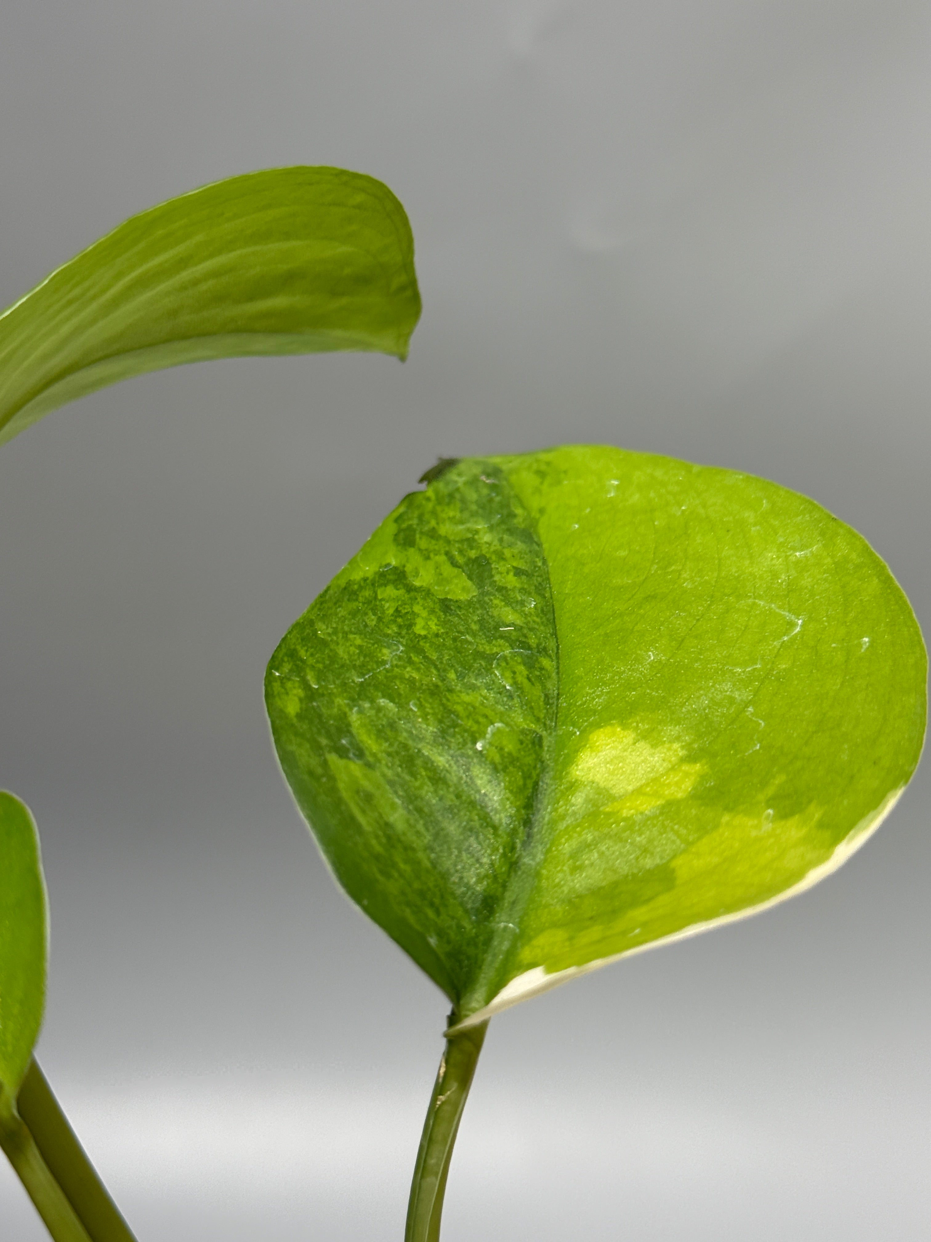 新着商品 – Nakayama-Plants