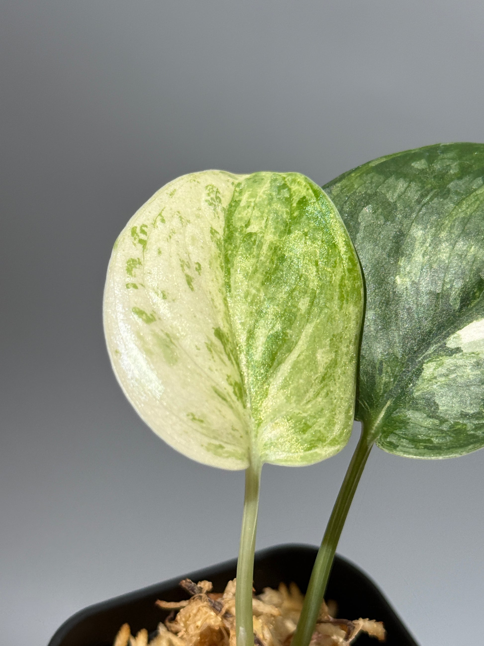 スキンダプサス ブルークラウド トリカラー / Scindapsus Exotica cloud tricolor (1)