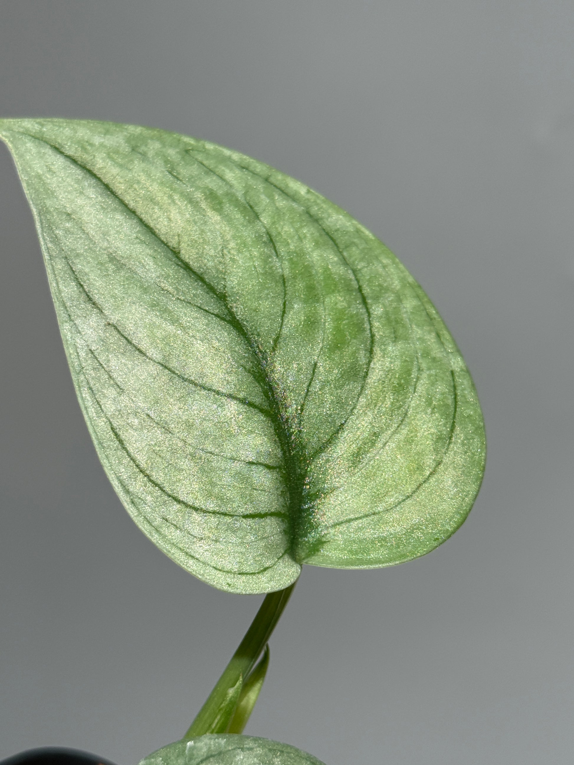 スキンダプサス グリーンベイン / Scindapsus Green vein (2)
