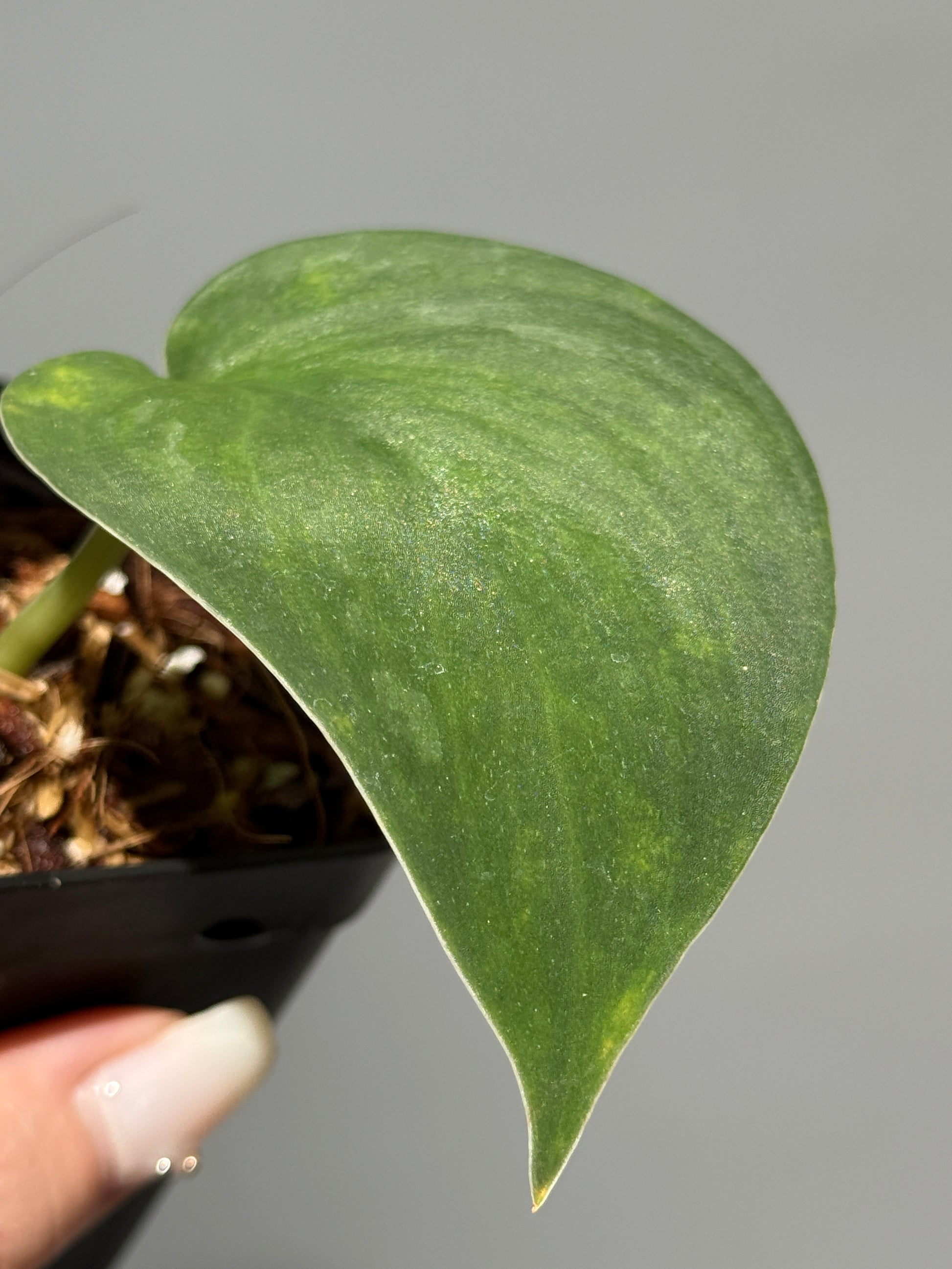 スキンダプサス グリーン エメラルド / Scindapsus green emerald (1)