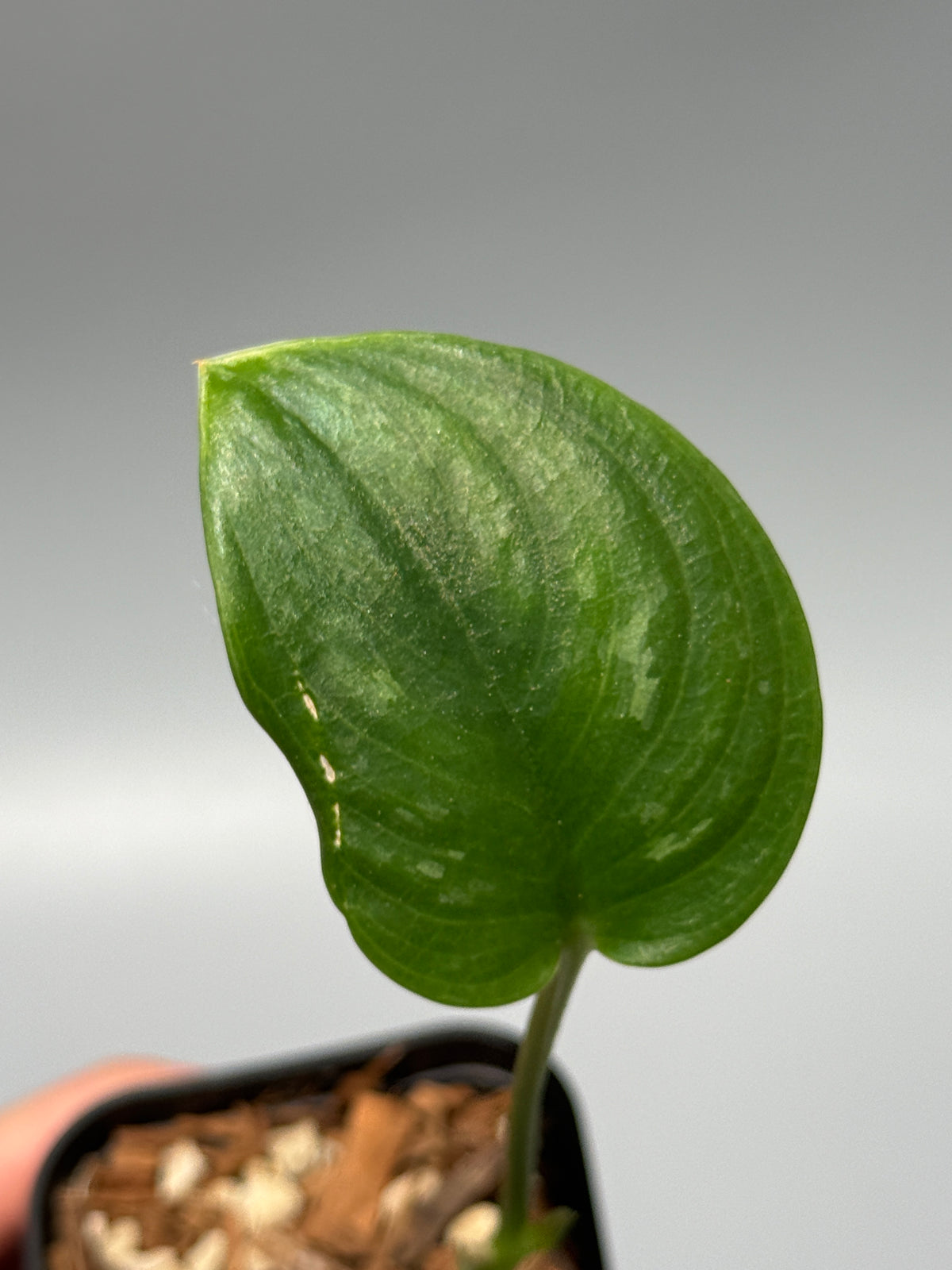 スキンダプサス  Sp.カリマンタン / Scindapsus Sp.Kalimantan (1)