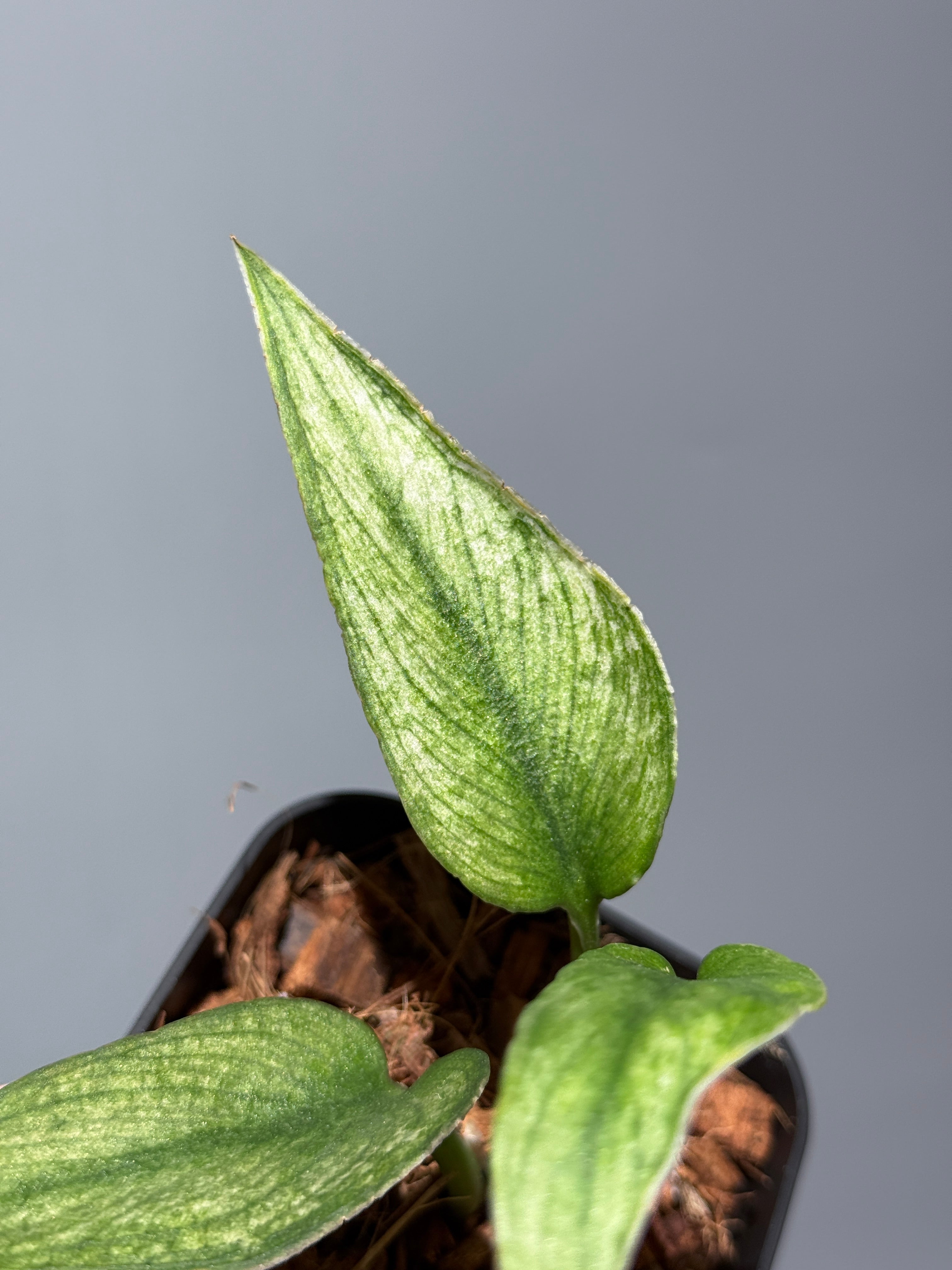 スキンダプサス パイソン ミント / Scindapsus Python mint (1