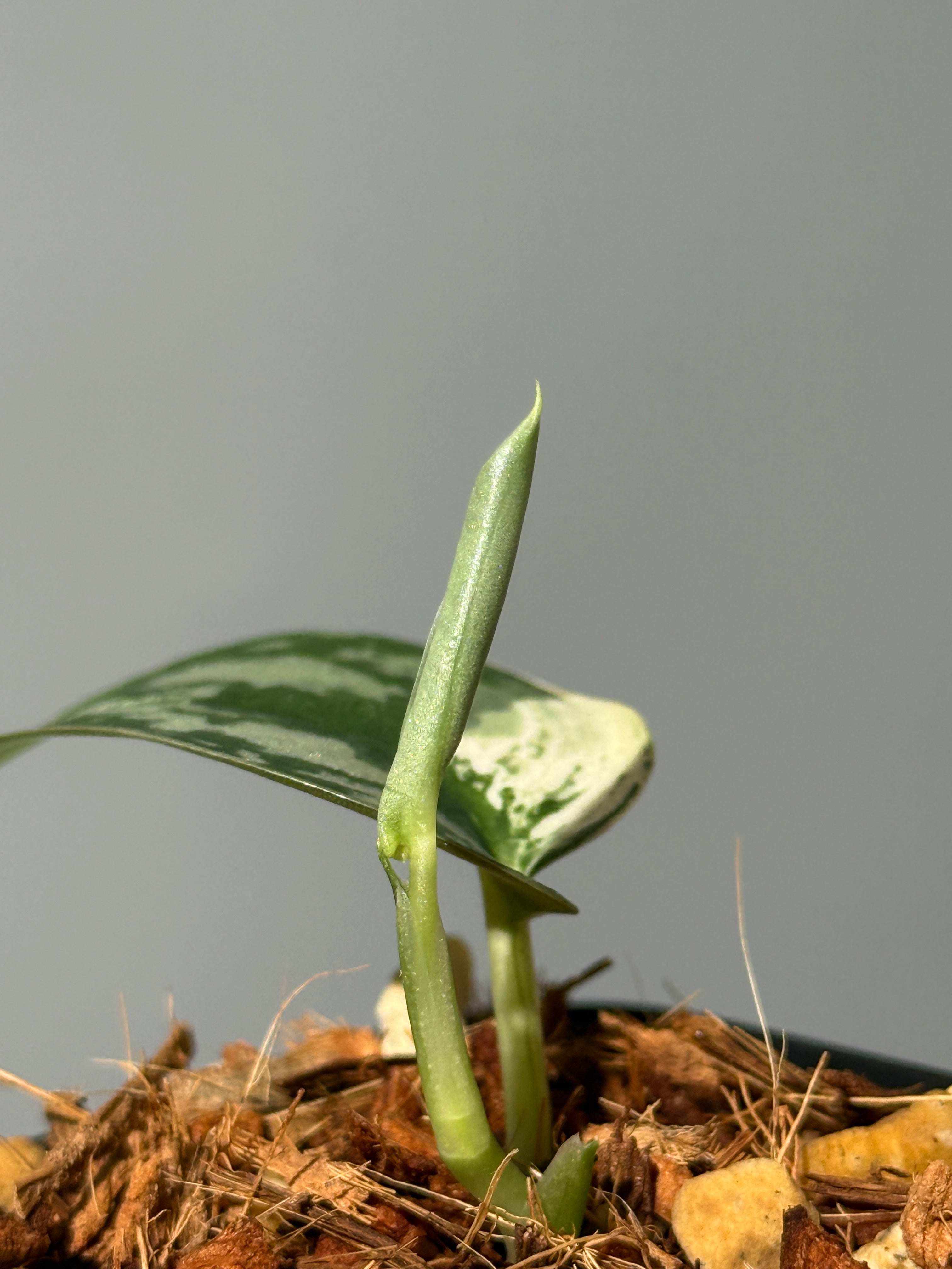 スキンダプサス マヤリ / Scindapsus mayari (1) – Nakayama-Plants