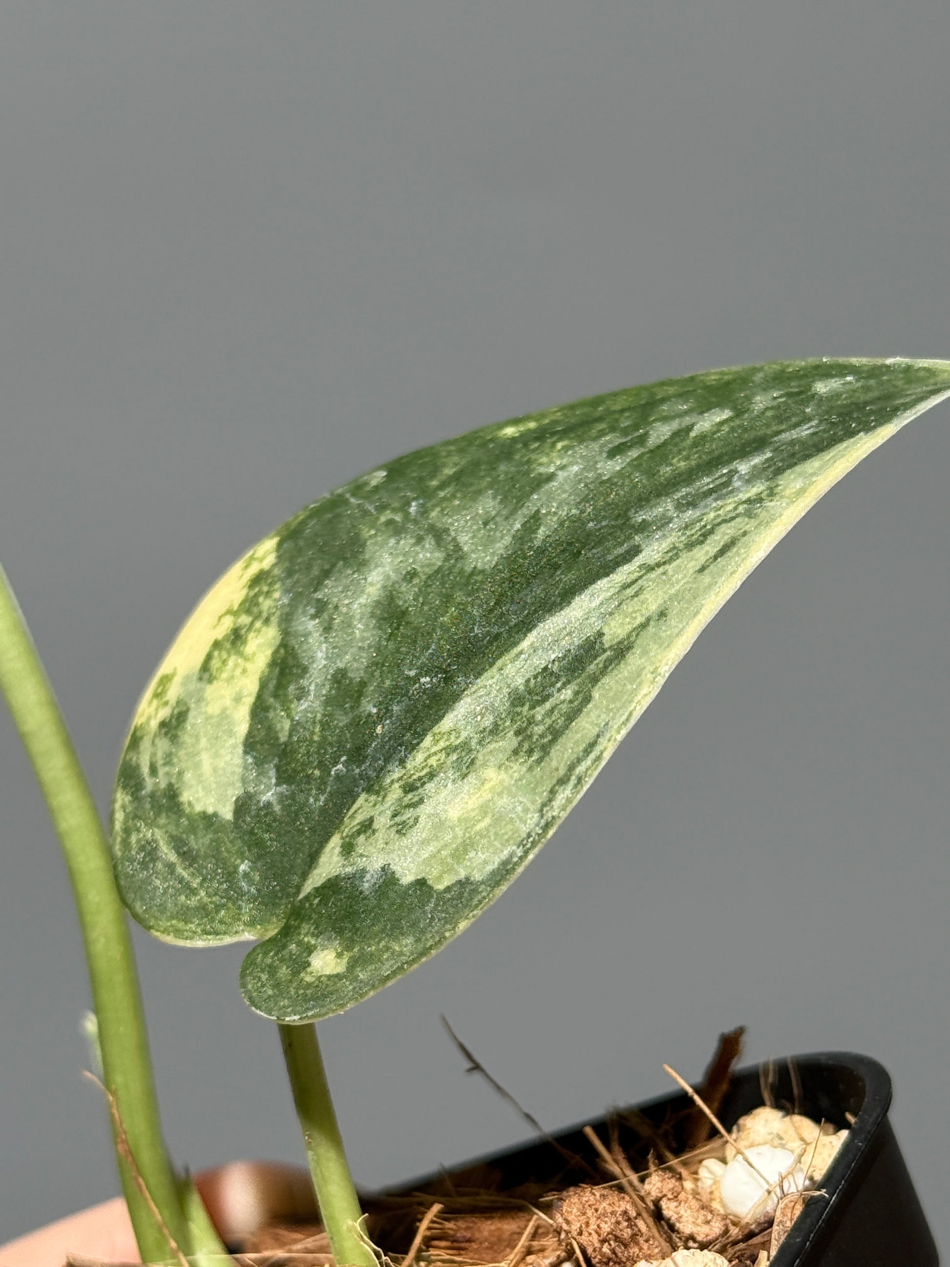 スキンダプサス グリーン ダイヤモンド / Scindapsus Green diamond (1)