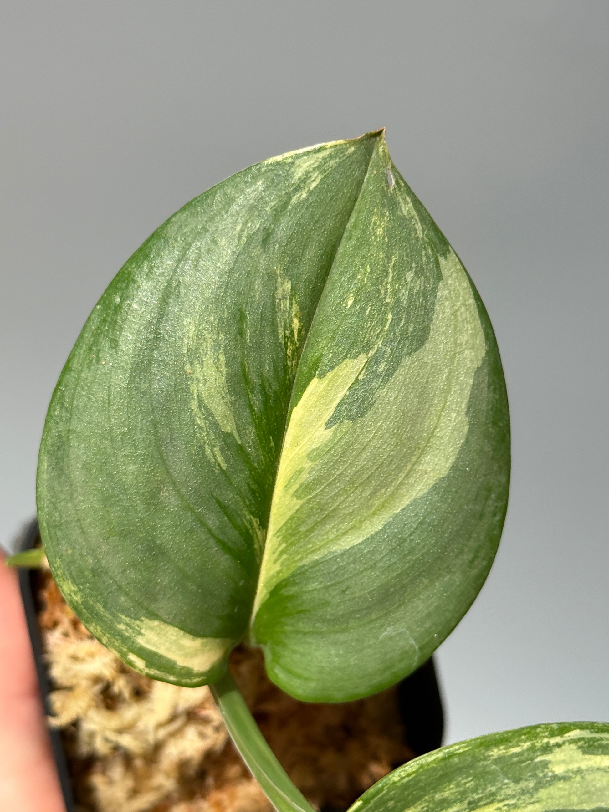 スキンダプサス ルビコン オーレア  / Scindapsus rubicon aurea (2)