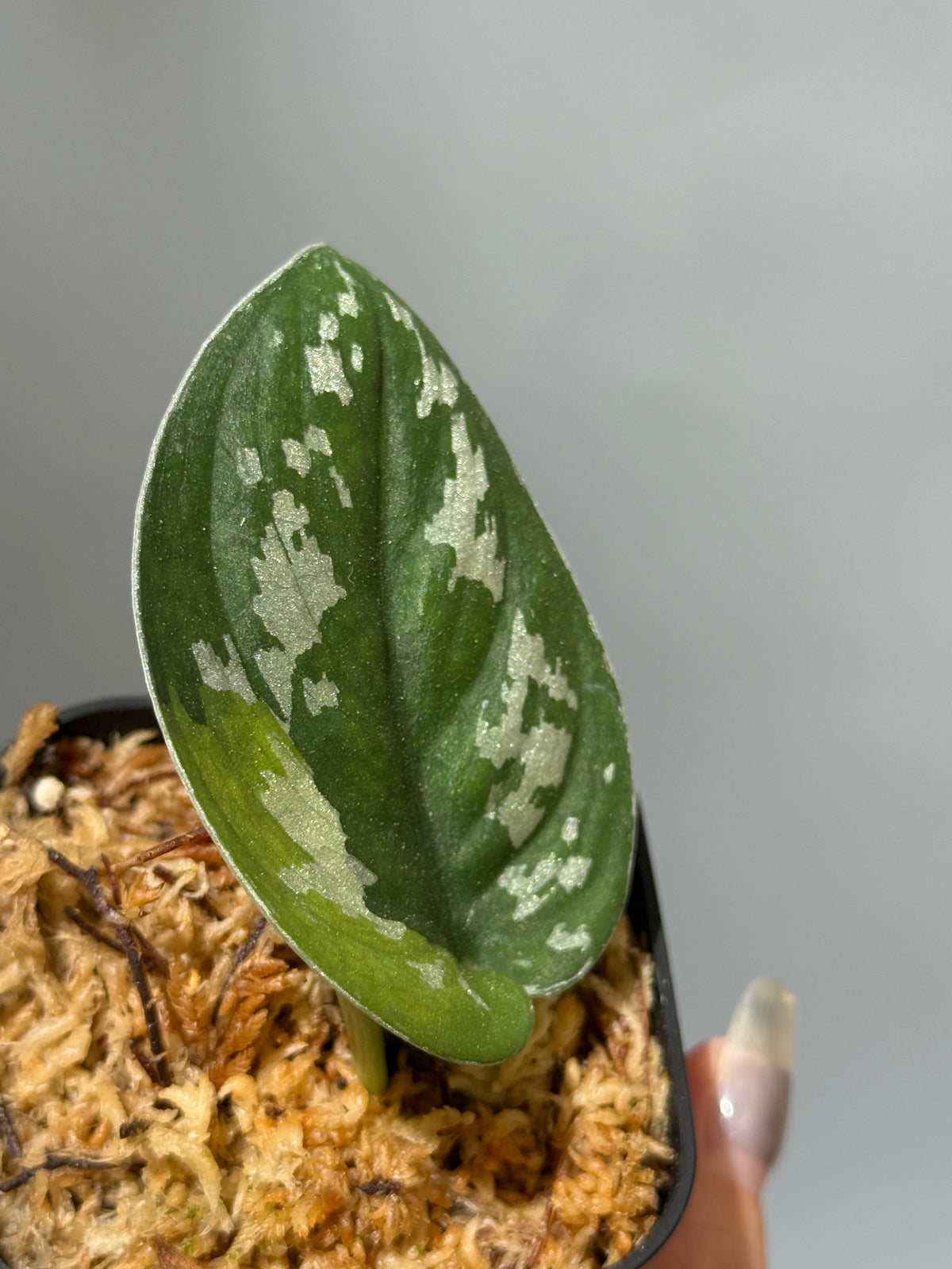スキンダプサス アルギレウス マクマク / Scindapsus Argyraeus makumaku (2)