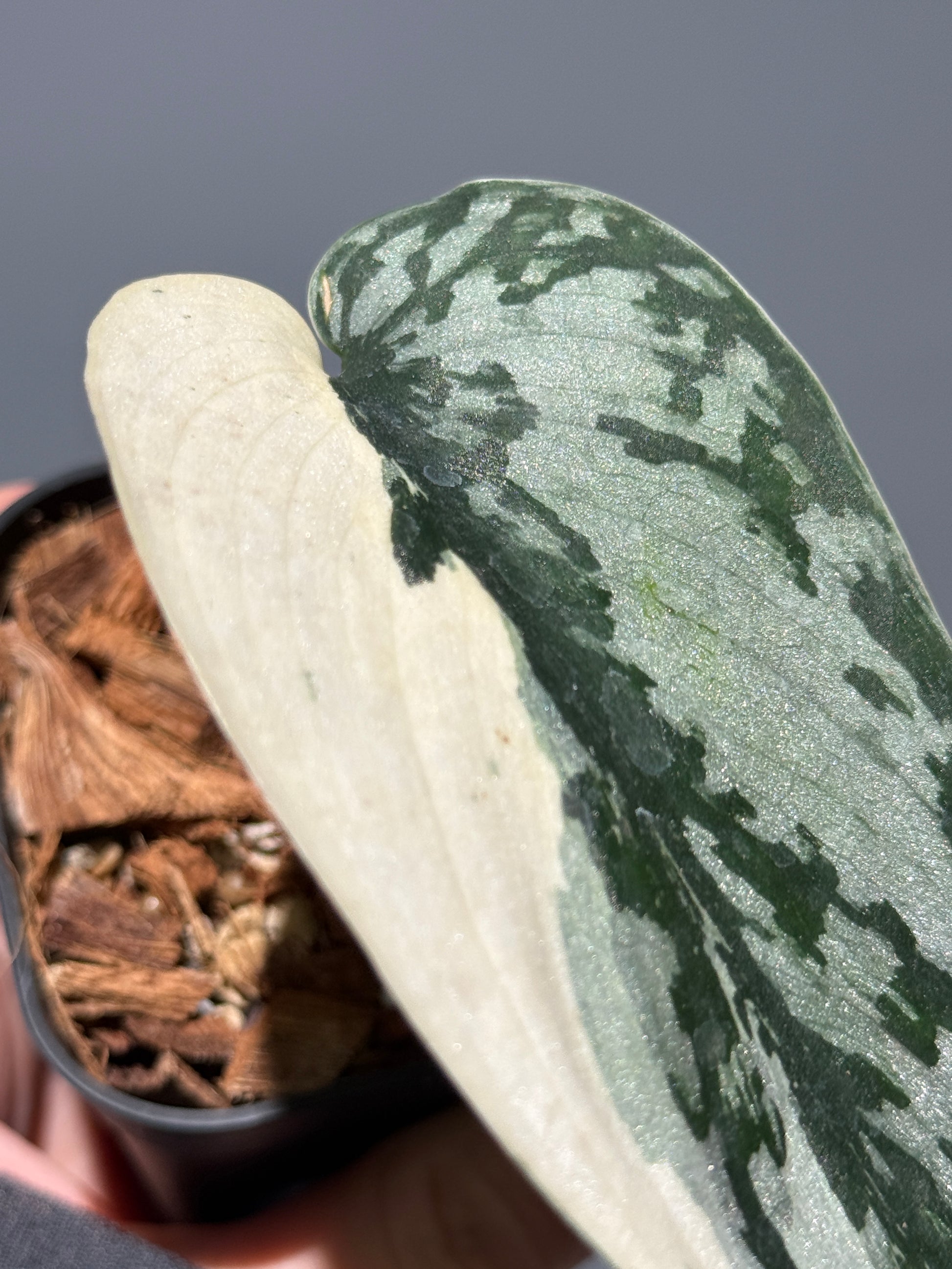 スキンダプサス マリポーサ / Scindapsus Mariposa (2)