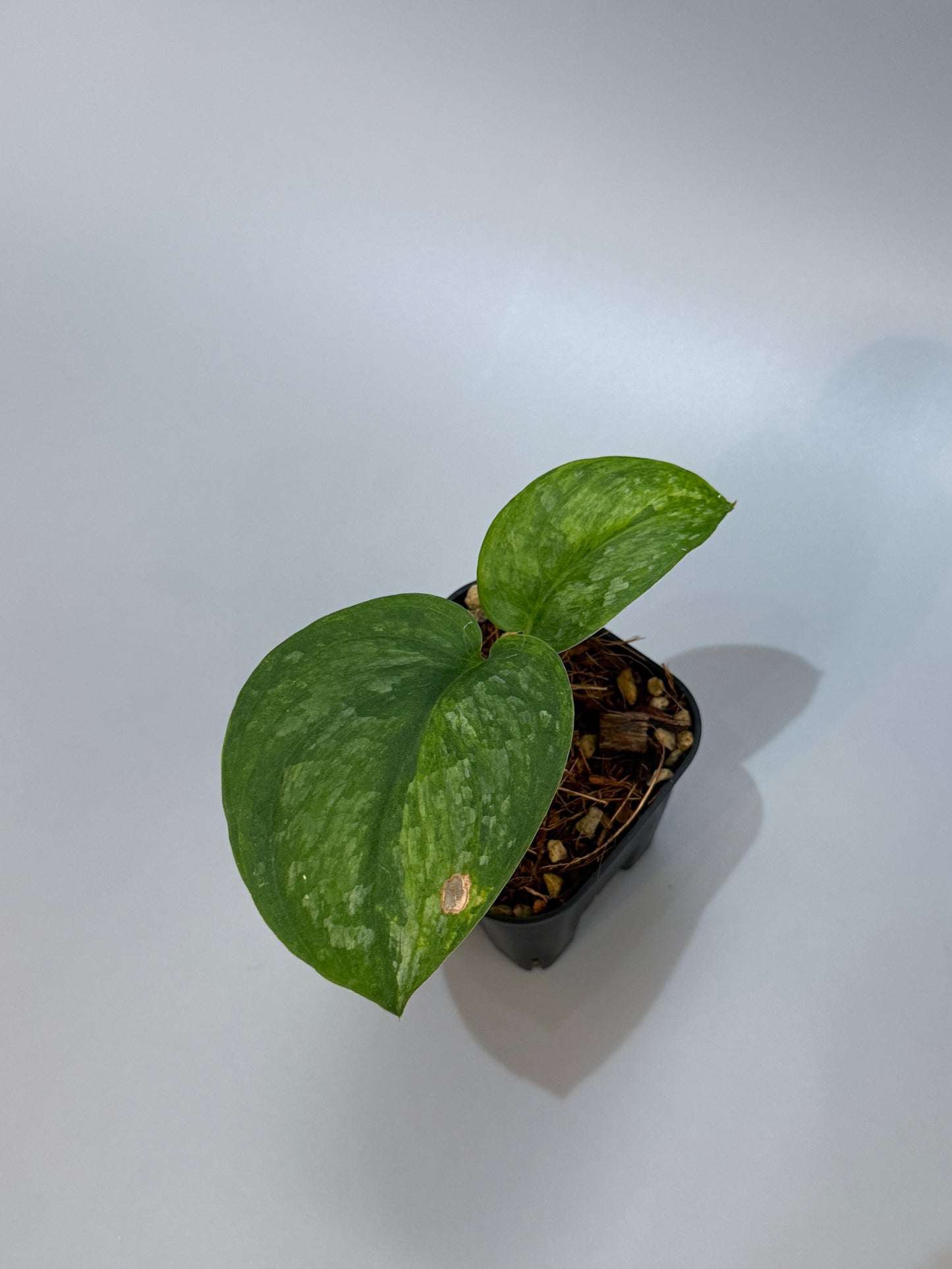 スキンダプサス グリーン ドラゴン / Scindapsus Green dorgon (1)