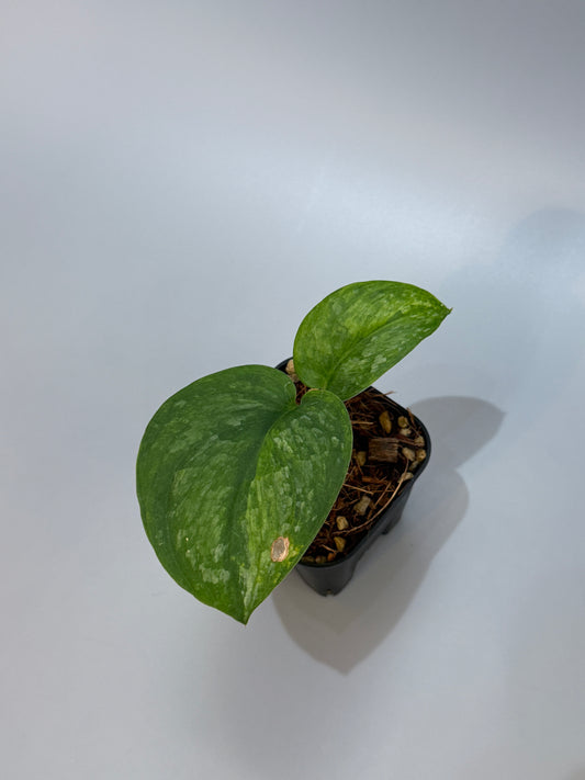 スキンダプサス グリーン ドラゴン / Scindapsus Green dorgon (1)