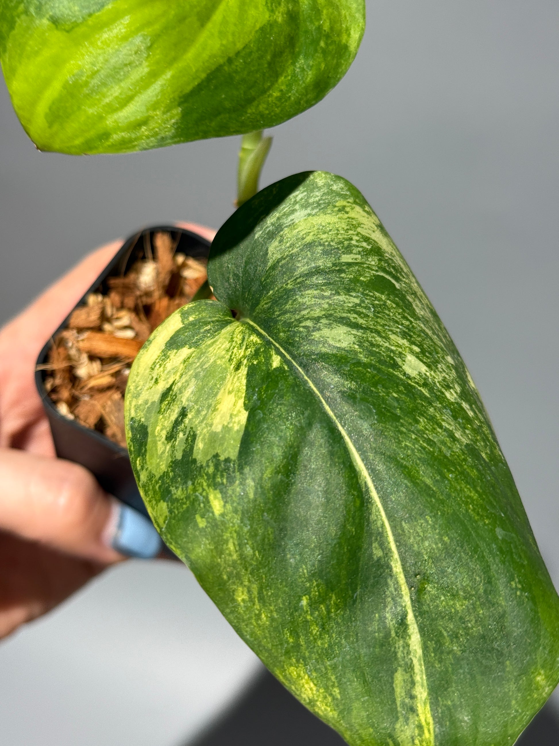スキンダプサス ジェイドサテン オーレア  / Scindapsus jadesatin aurea (1)