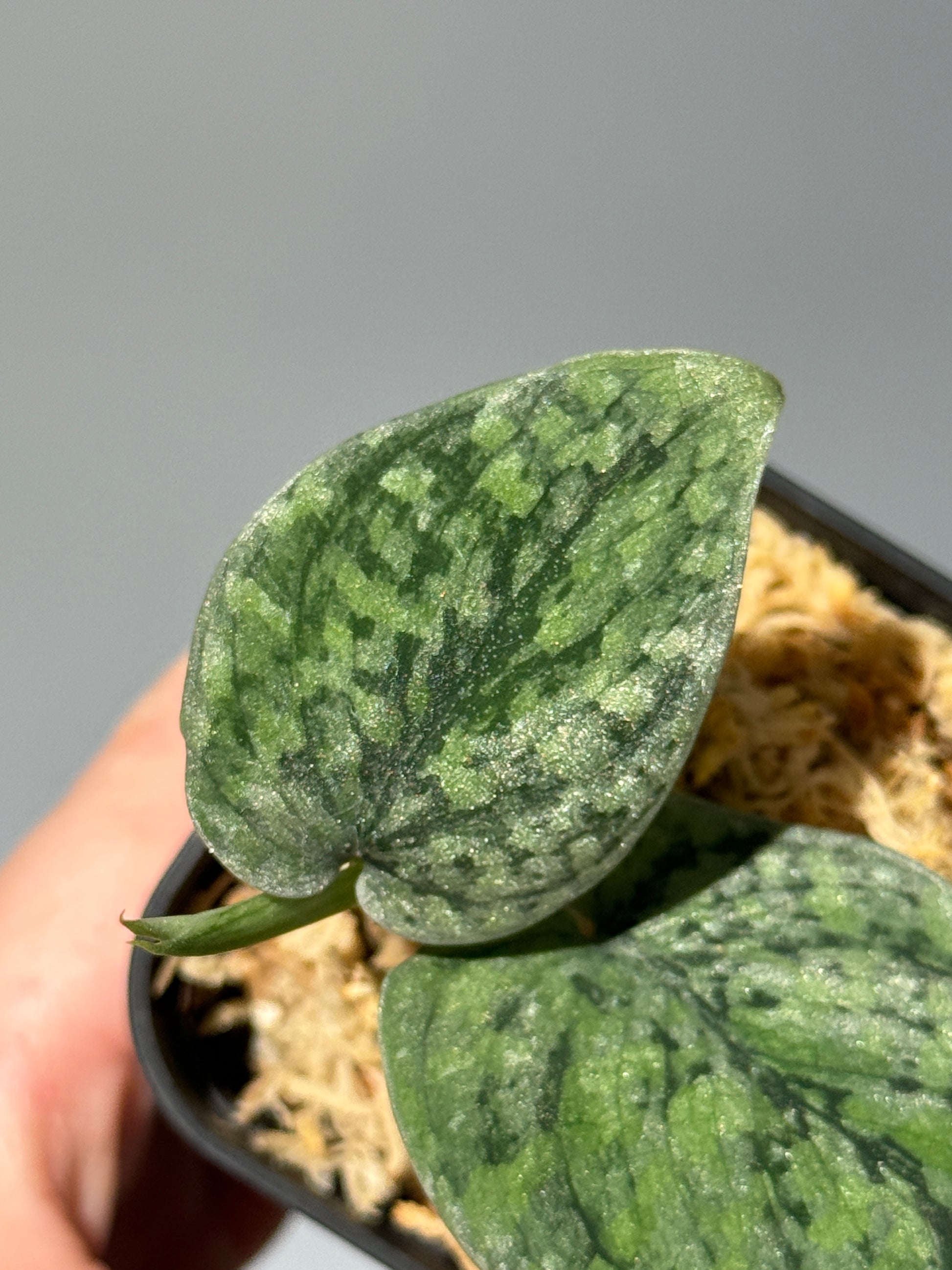 スキンダプサス スノーフレック ミューテーション  / Scindapsus snowfleck mutation (1)