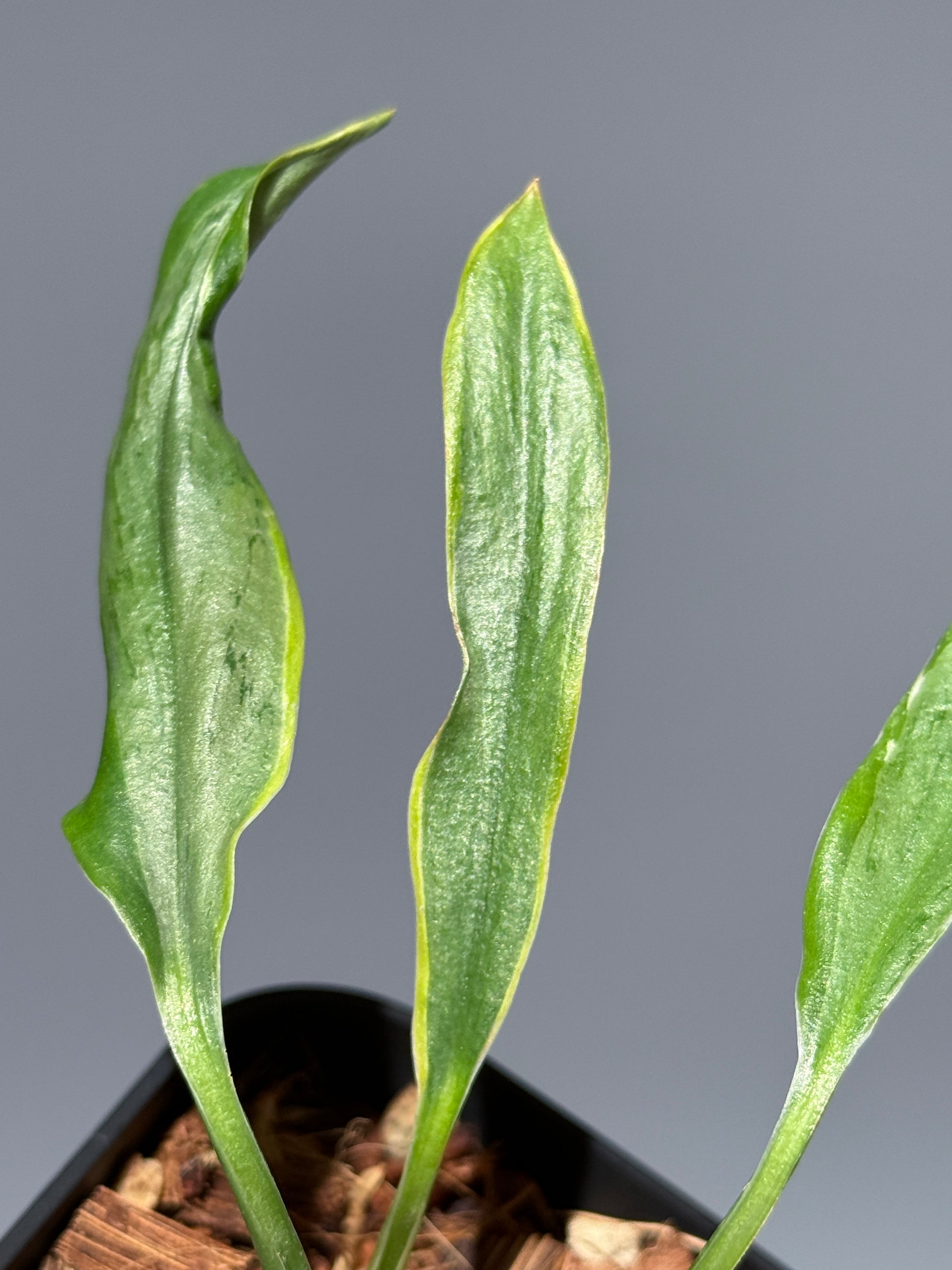 スキンダプサス トレビー ラバ リップスティック / Scindapsus Treubii lava lipstick (1)