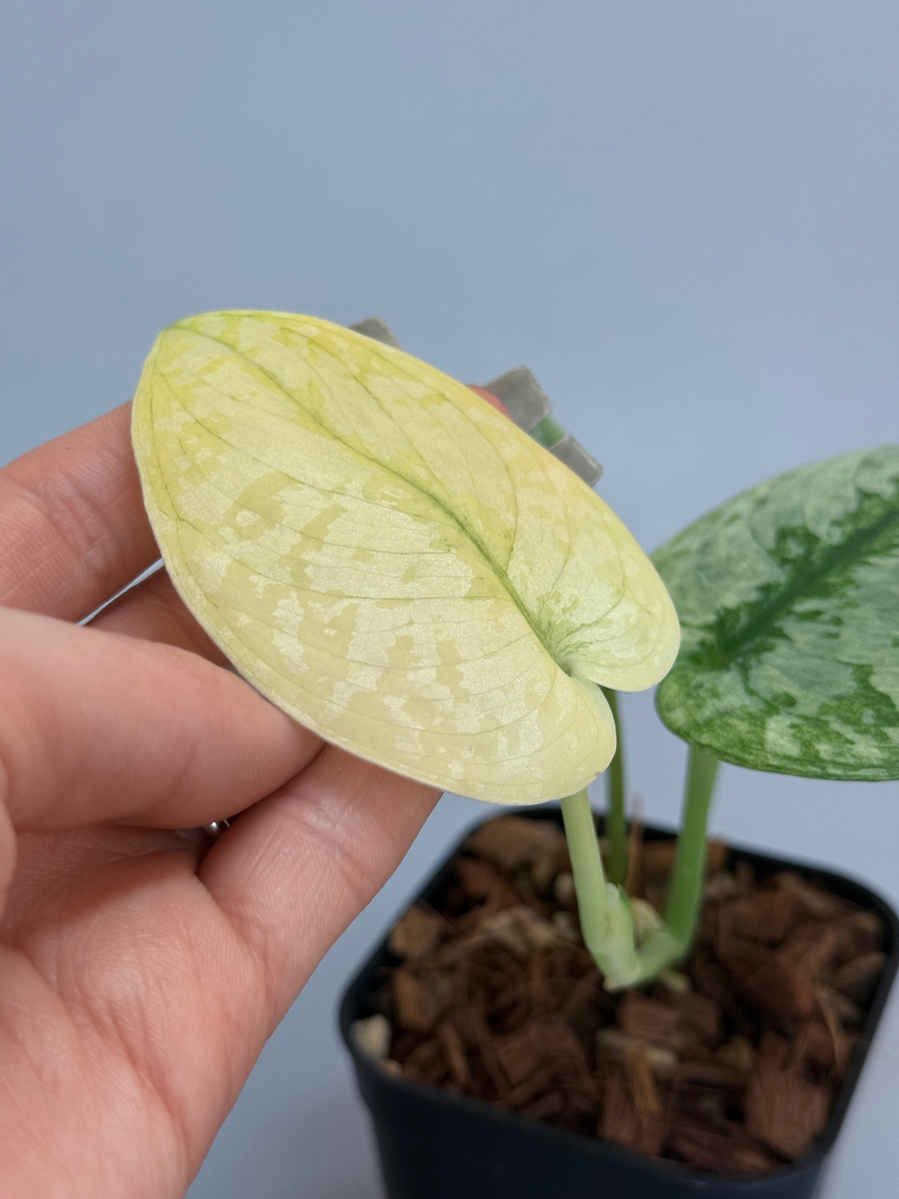 スキンダプサス シンバラ / Scindapsus simbara (1) – Nakayama-Plants