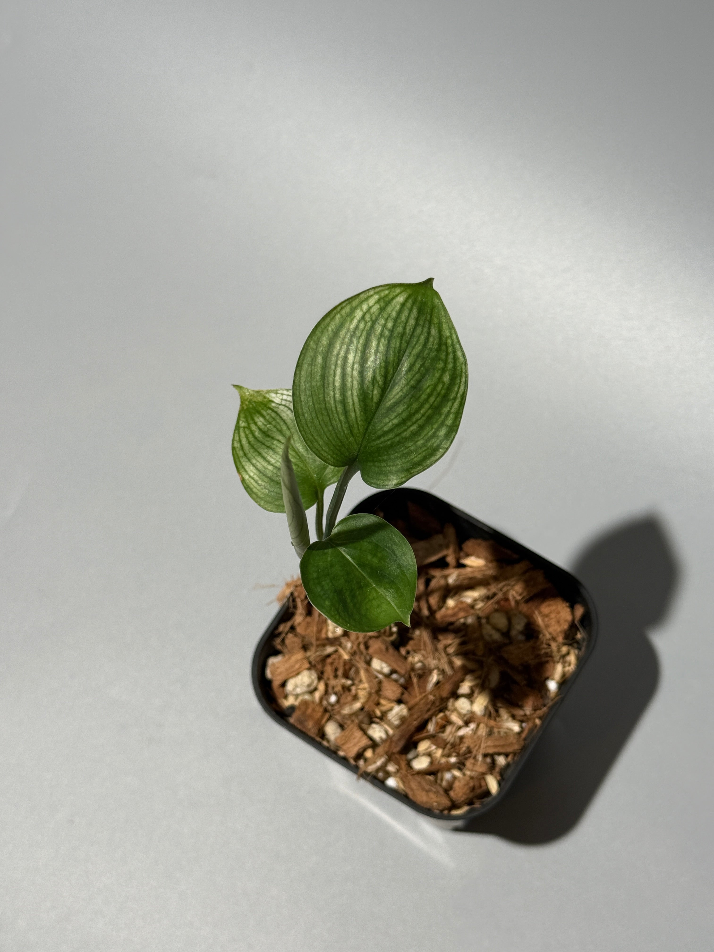 All Plants – Nakayama-Plants