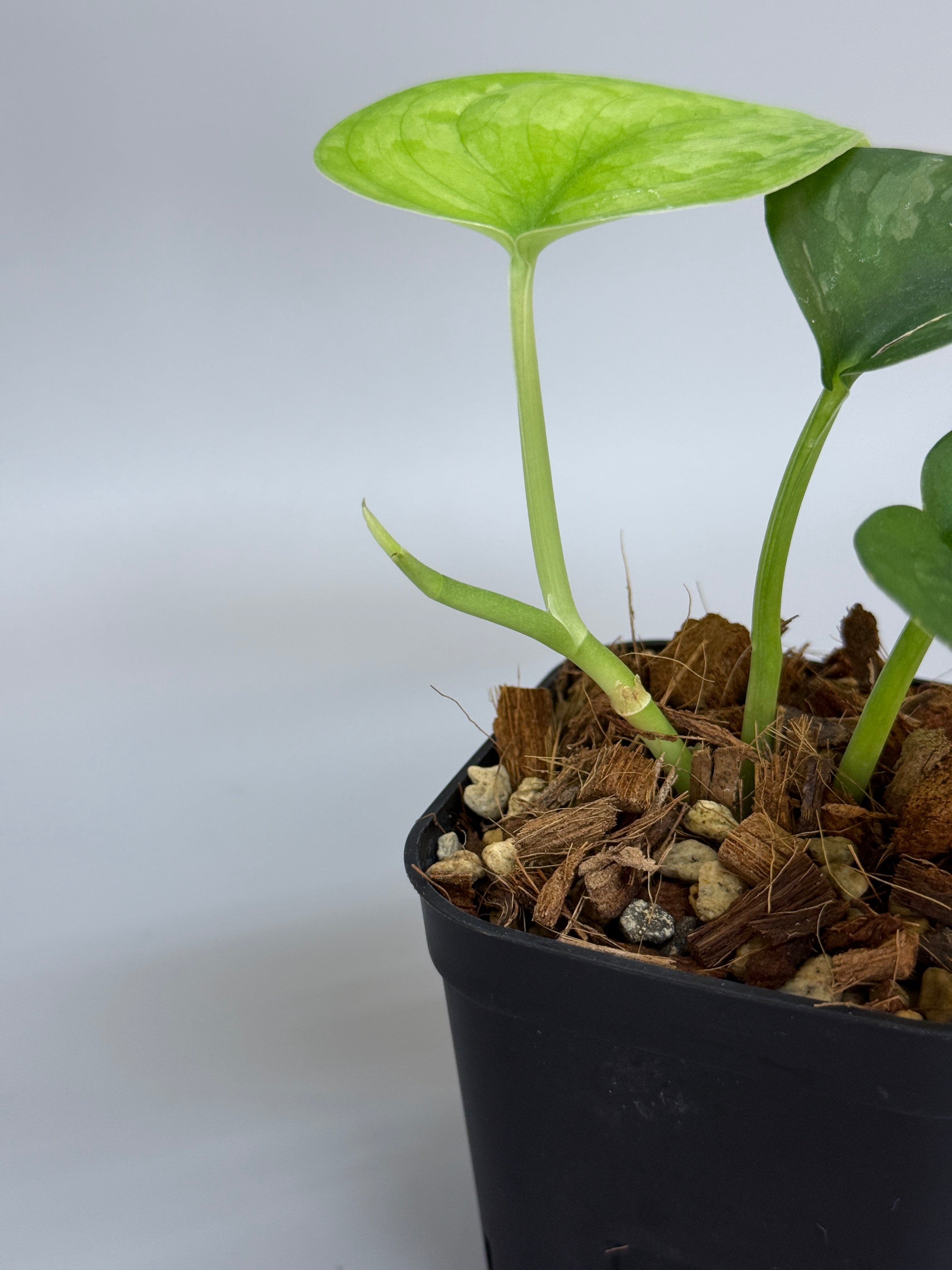 スキンダプサス ダークスプラッシュ / Scindapsus darksplash (1