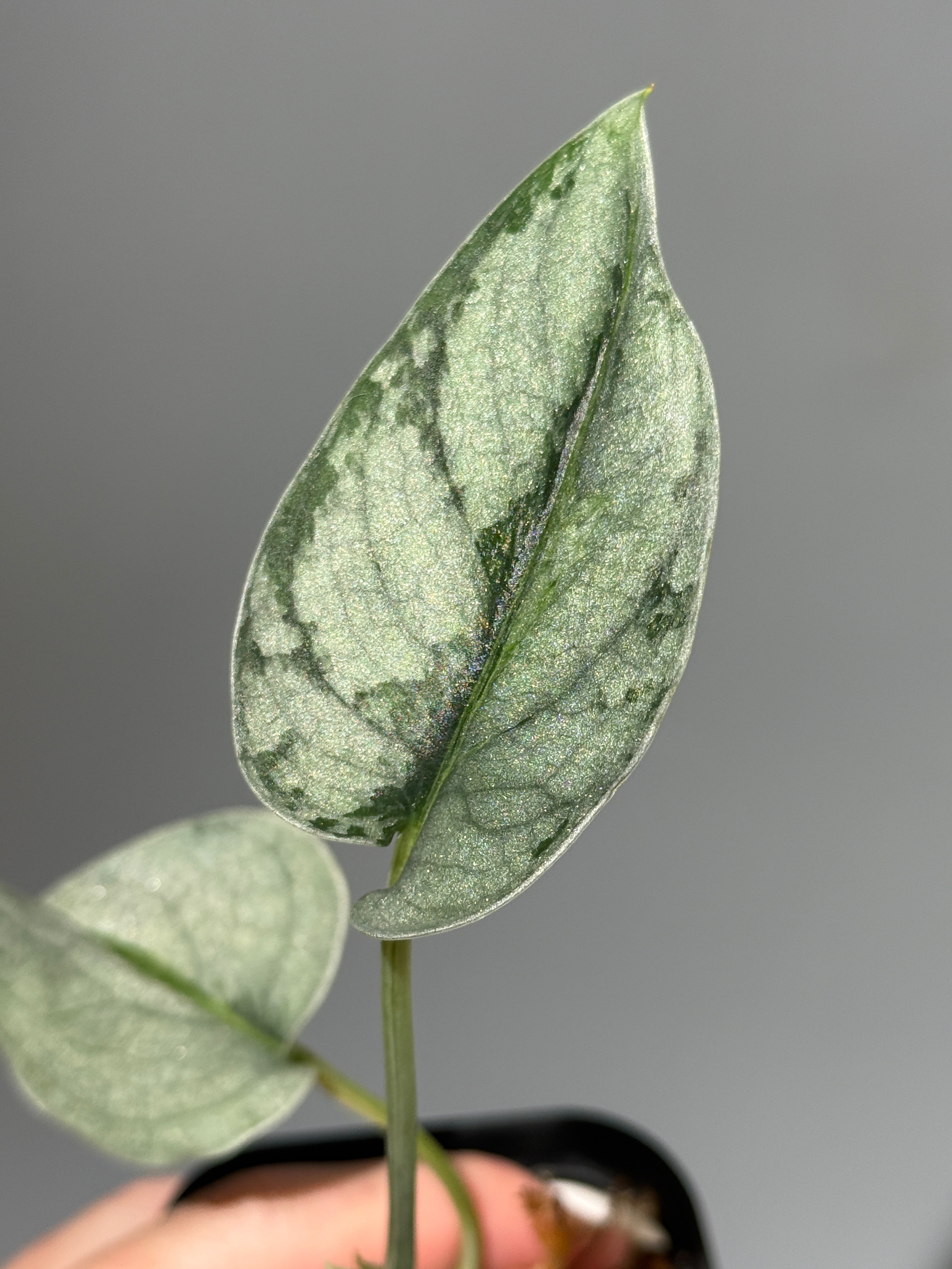 All Plants – Nakayama-Plants