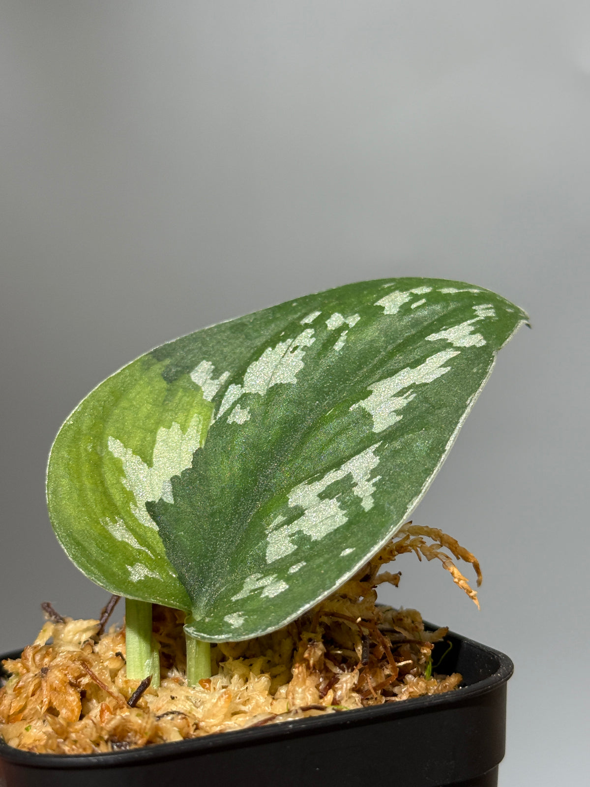 スキンダプサス アルギレウス マクマク / Scindapsus Argyraeus makumaku (2)