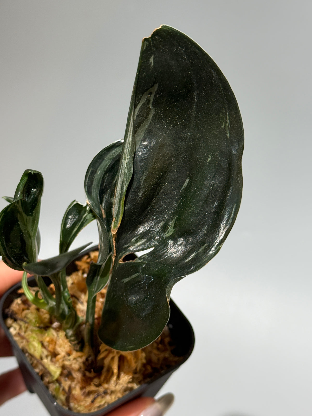 スキンダプサス トレビー ダークフォーム ミューテーション/Scindapsus Treubii darkform mutation (1)