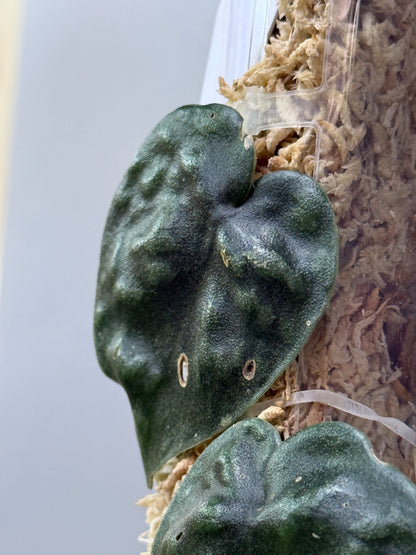 スキンダプサス ブラックマンバ  / Scindapsus black mamba (2)