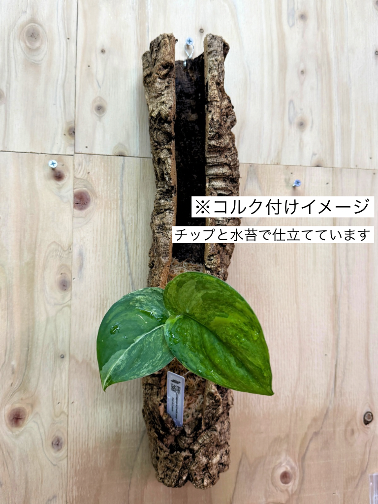 オリジナルダプコルク / Original Cork (8)