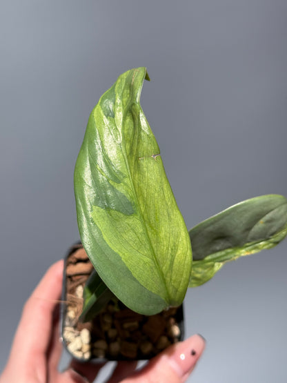 スキンダプサス ペラケンシス ブルーラバ / Scindapsus Perakensis blue lava (1)