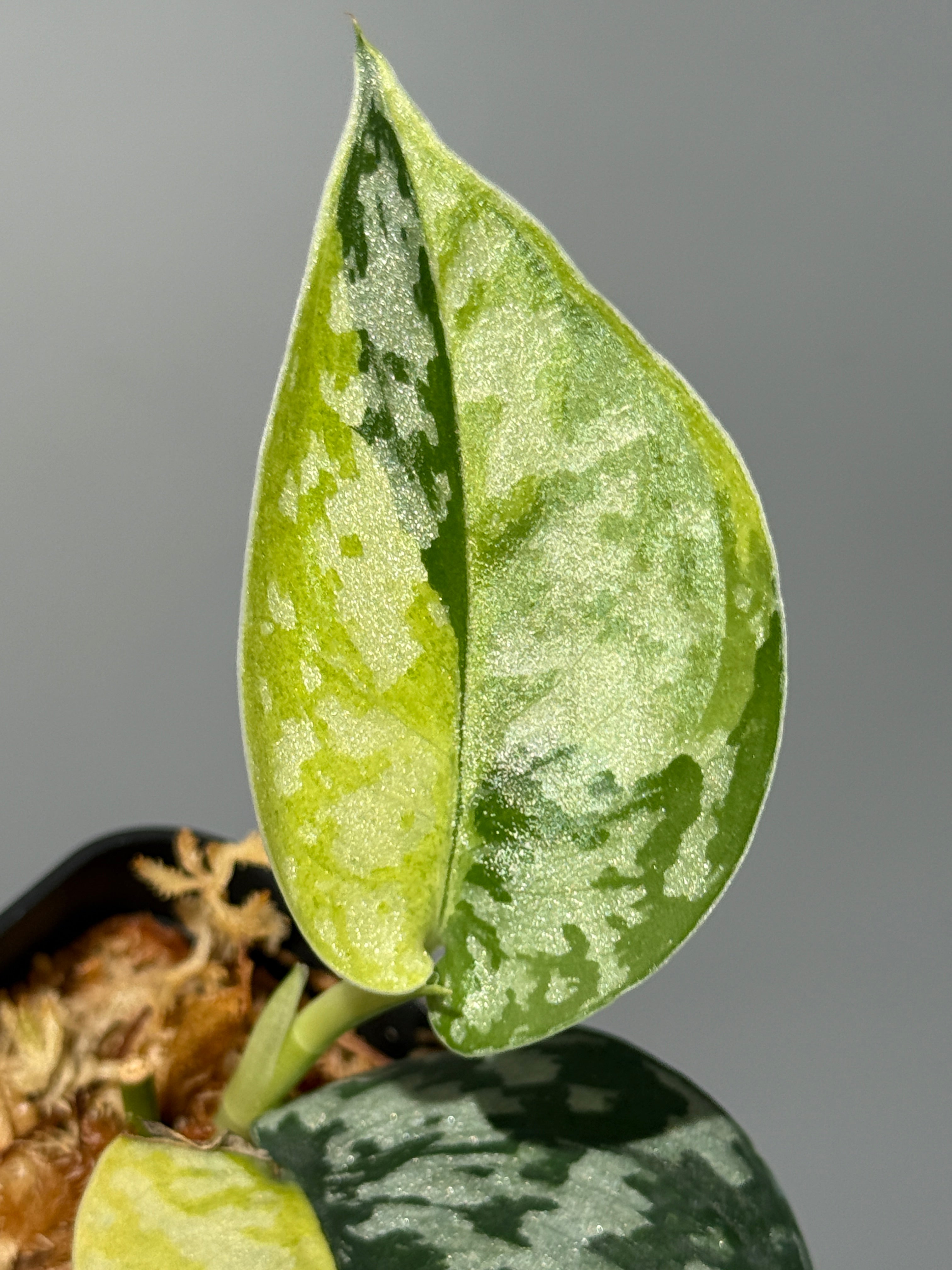 スキンダプサス マハリカ / Scindapsus maharlika (3) – Nakayama-Plants