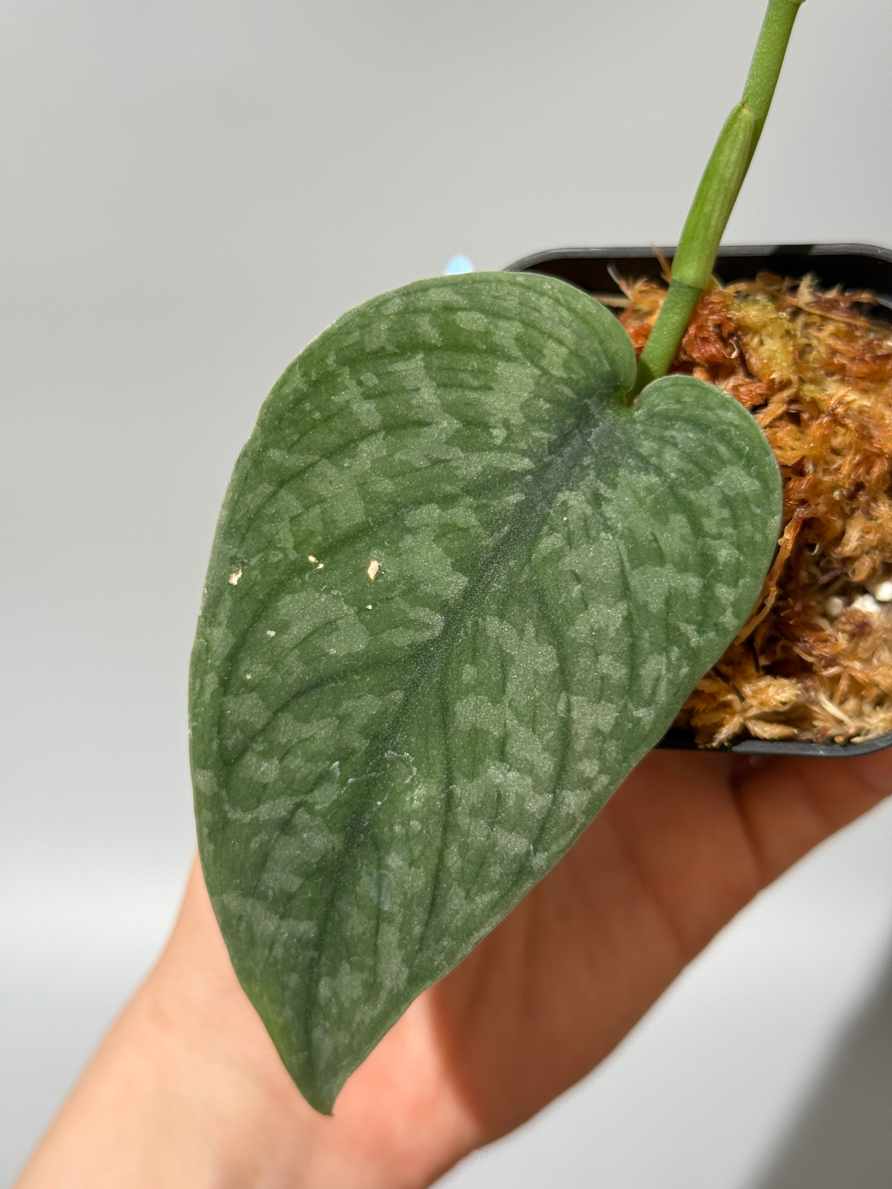 スキンダプサス グリーンベイン / Scindapsus Green vein (2