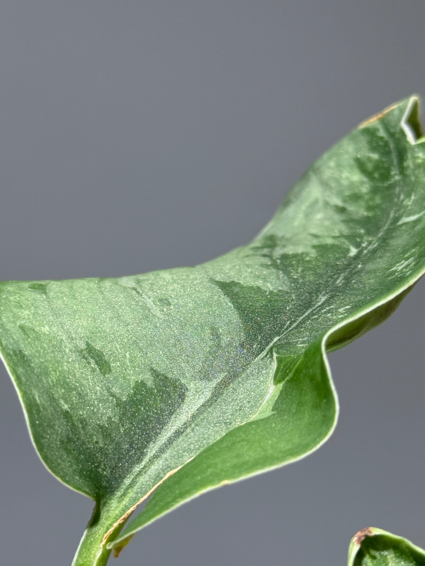 スキンダプサス シルバーナイト キサ / Scindapsus silverknight kisut (1)