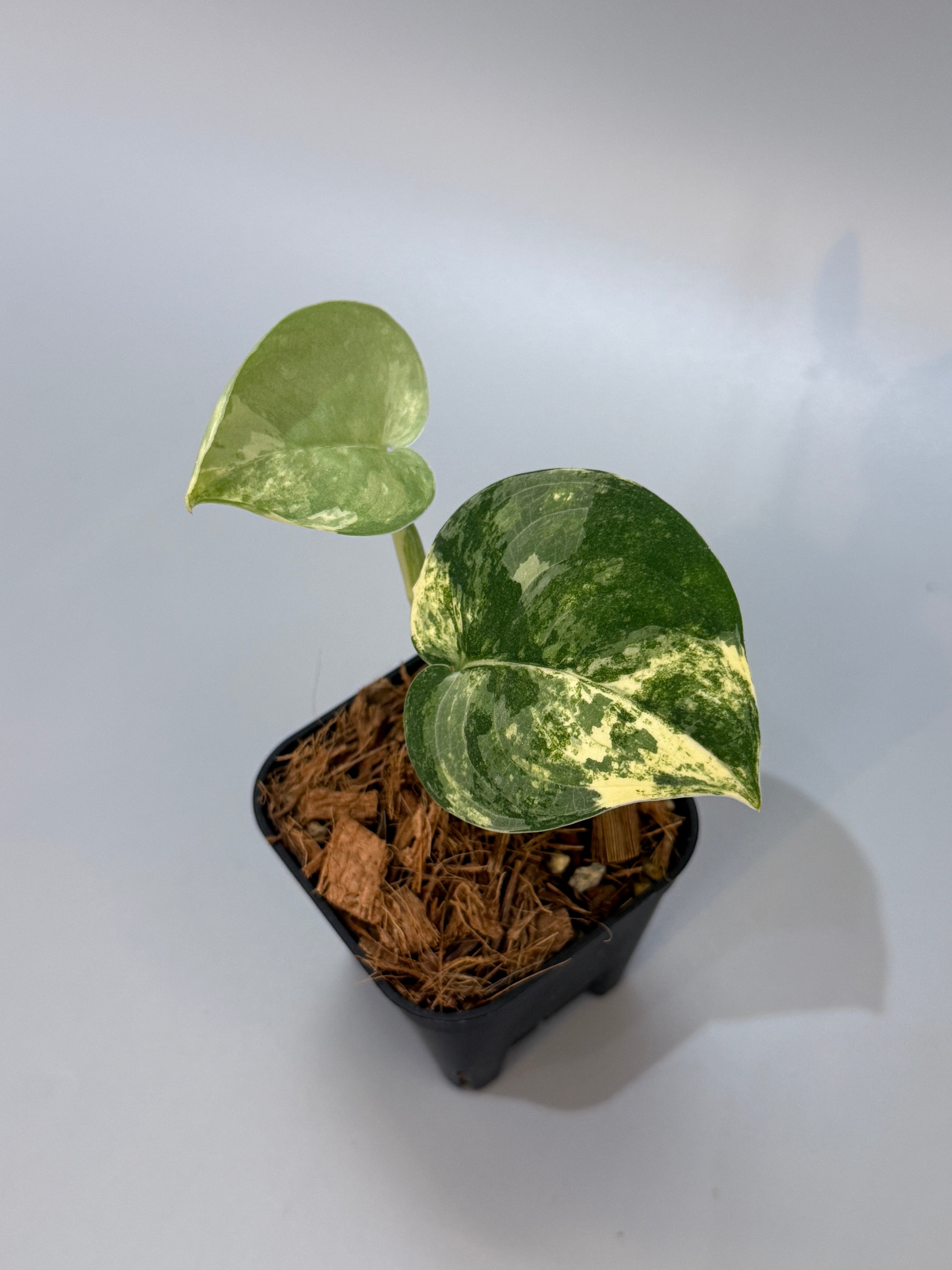 All Plants – Nakayama-Plants