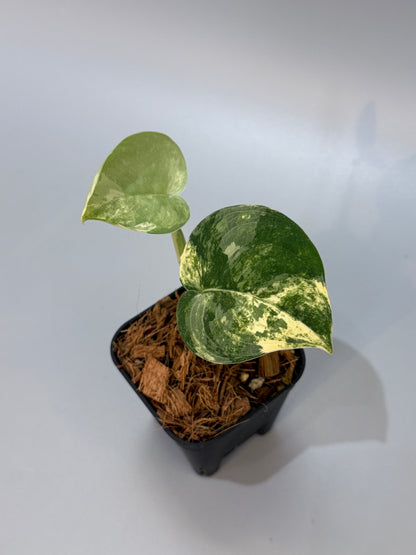 スキンダプサス マングライ / Scindapsus mangurai (2)