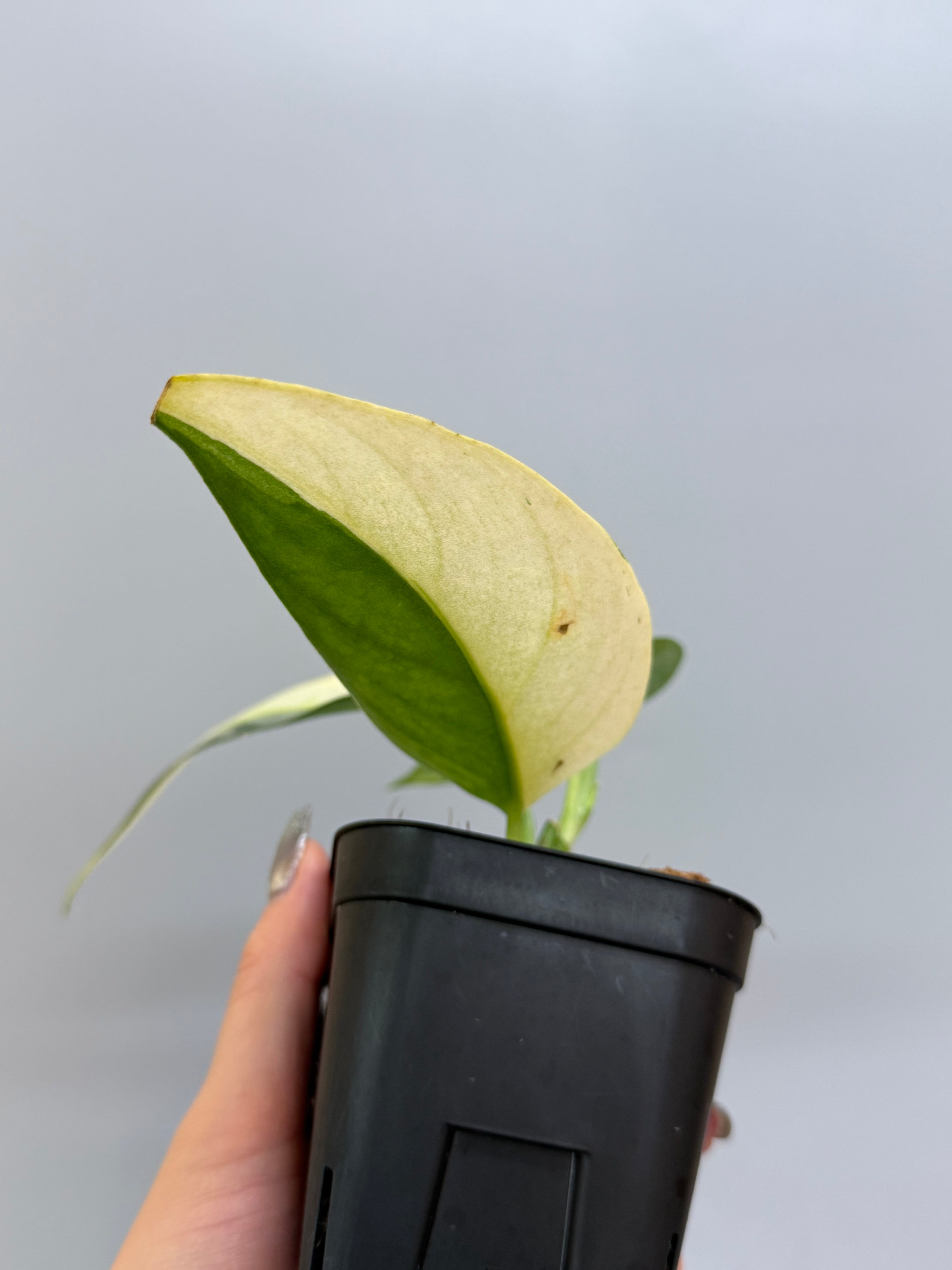 スキンダプサス ラカンビニ / Scindapsus lakambini (2) – Nakayama-Plants