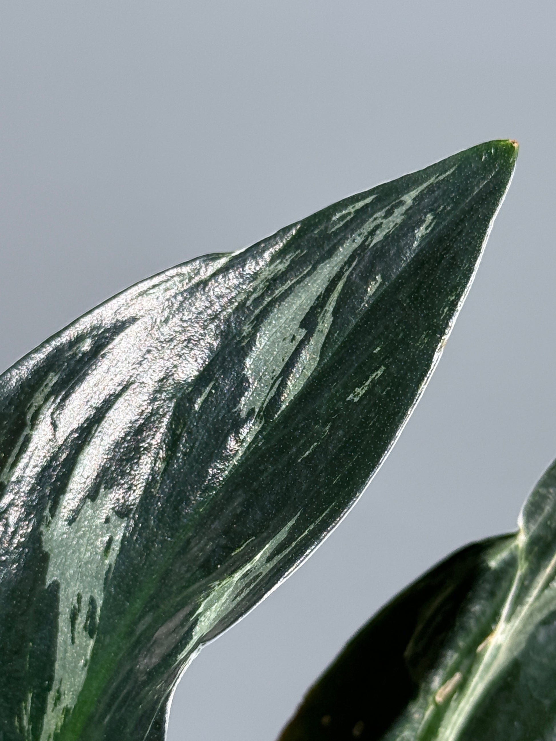 スキンダプサス トレビー ダークフォーム ミューテーション/Scindapsus Treubii darkform mutation (3)