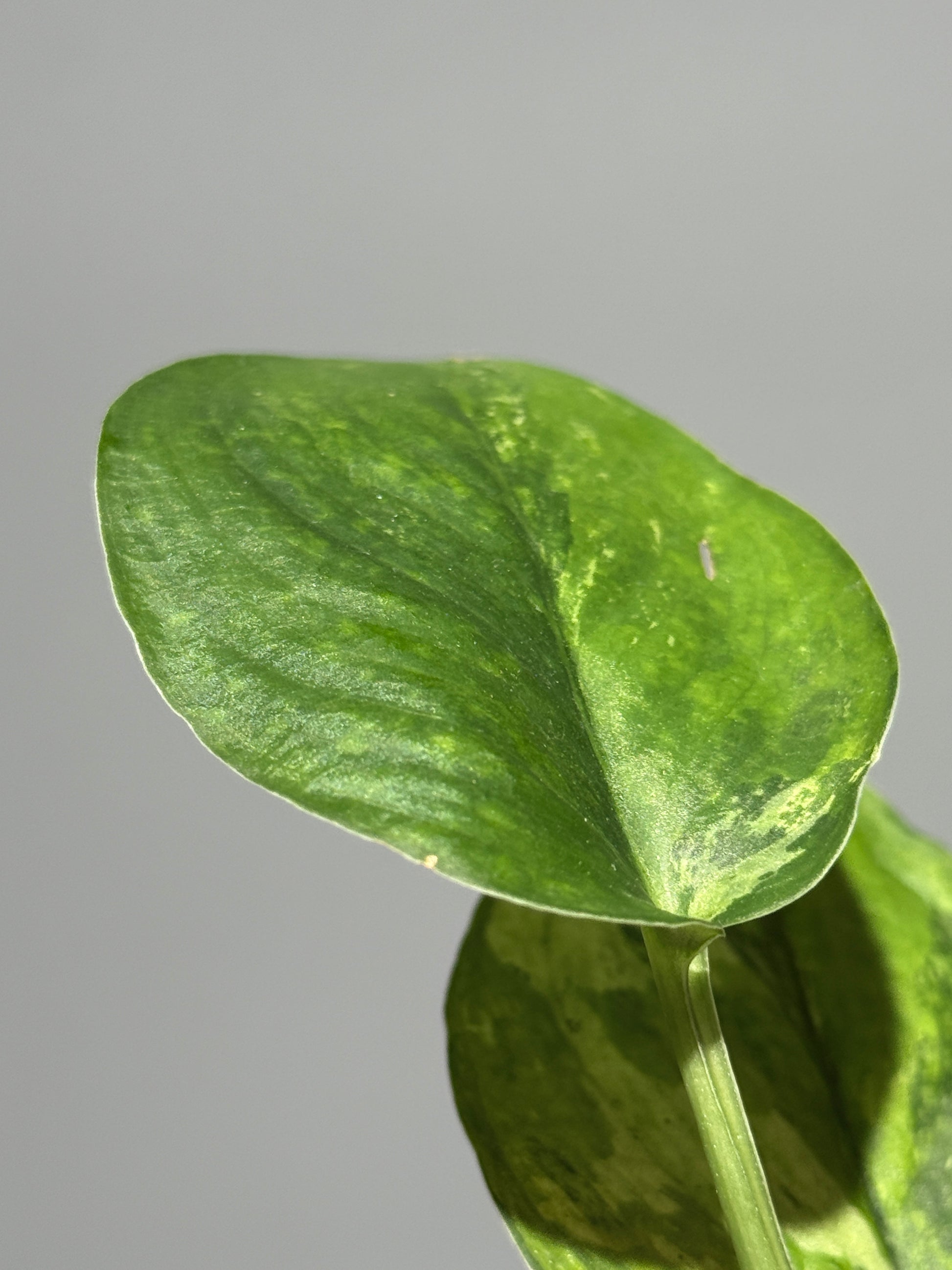 スキンダプサス レオパード グリーンオングリーン / Scindapsus Leopard GOG (1)