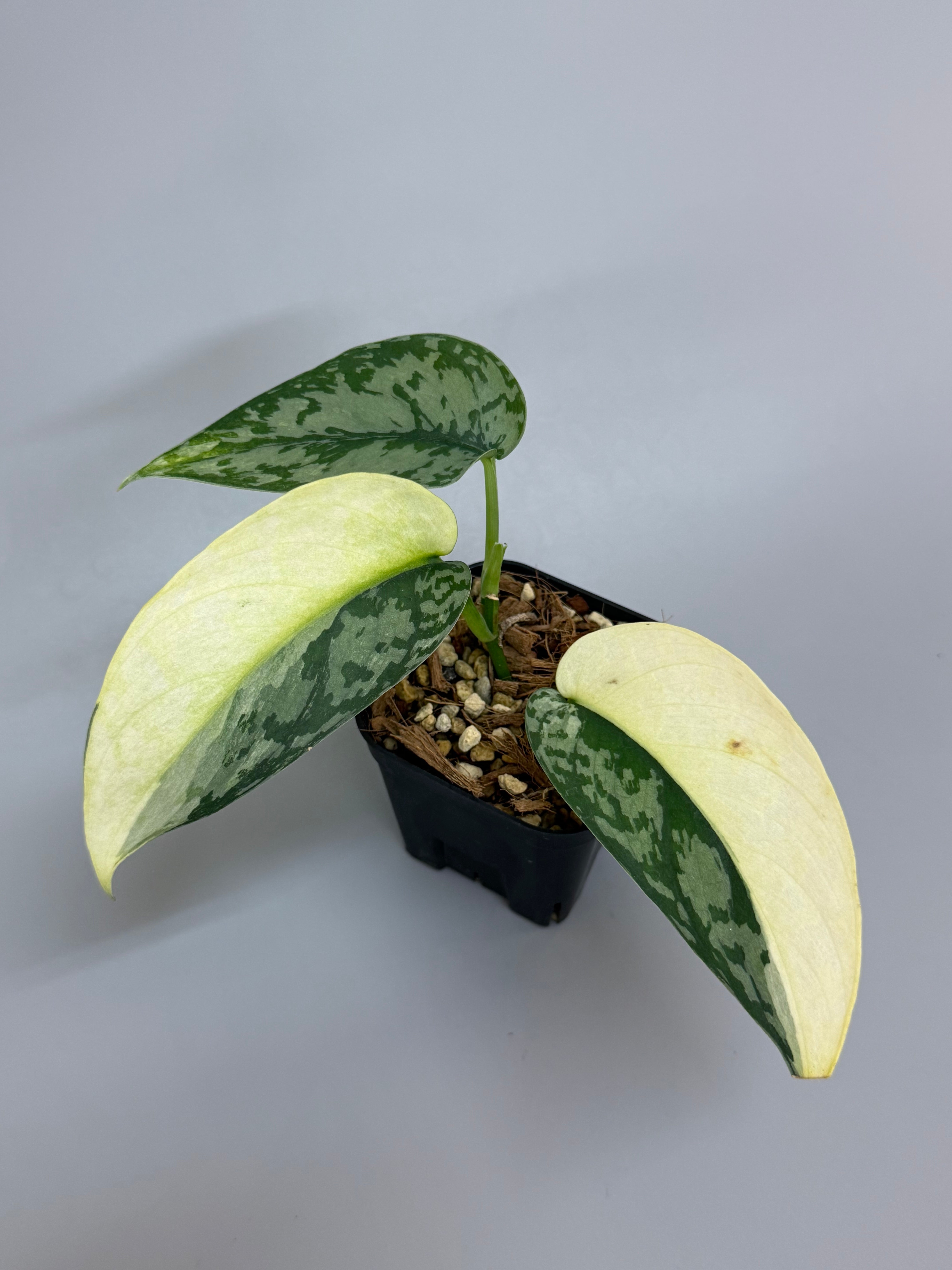 All Plants – Page 2 – Nakayama-Plants