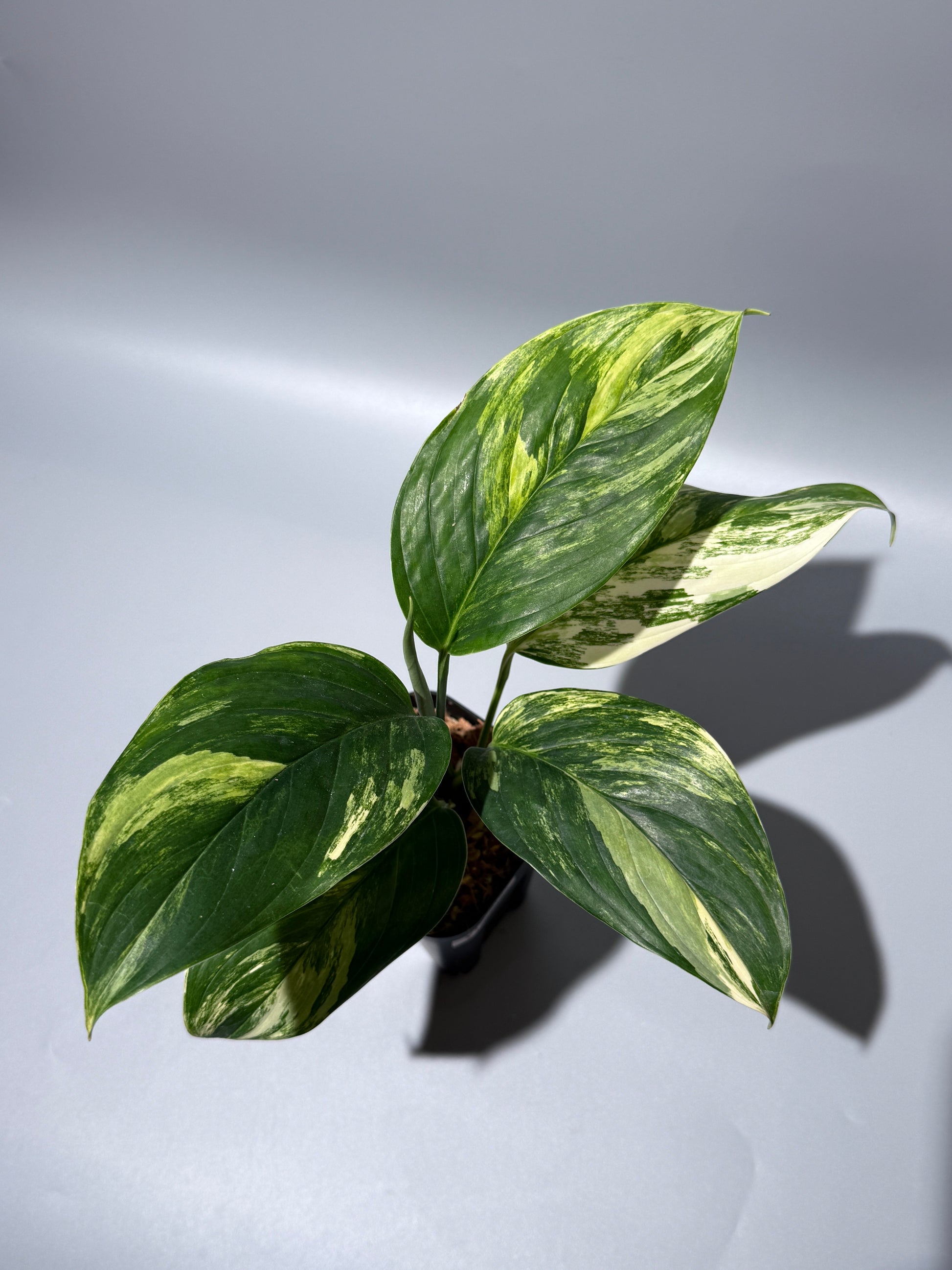 スキンダプサス ペラケンシス 斑入り / Scindapsus Perakensis var. (1)