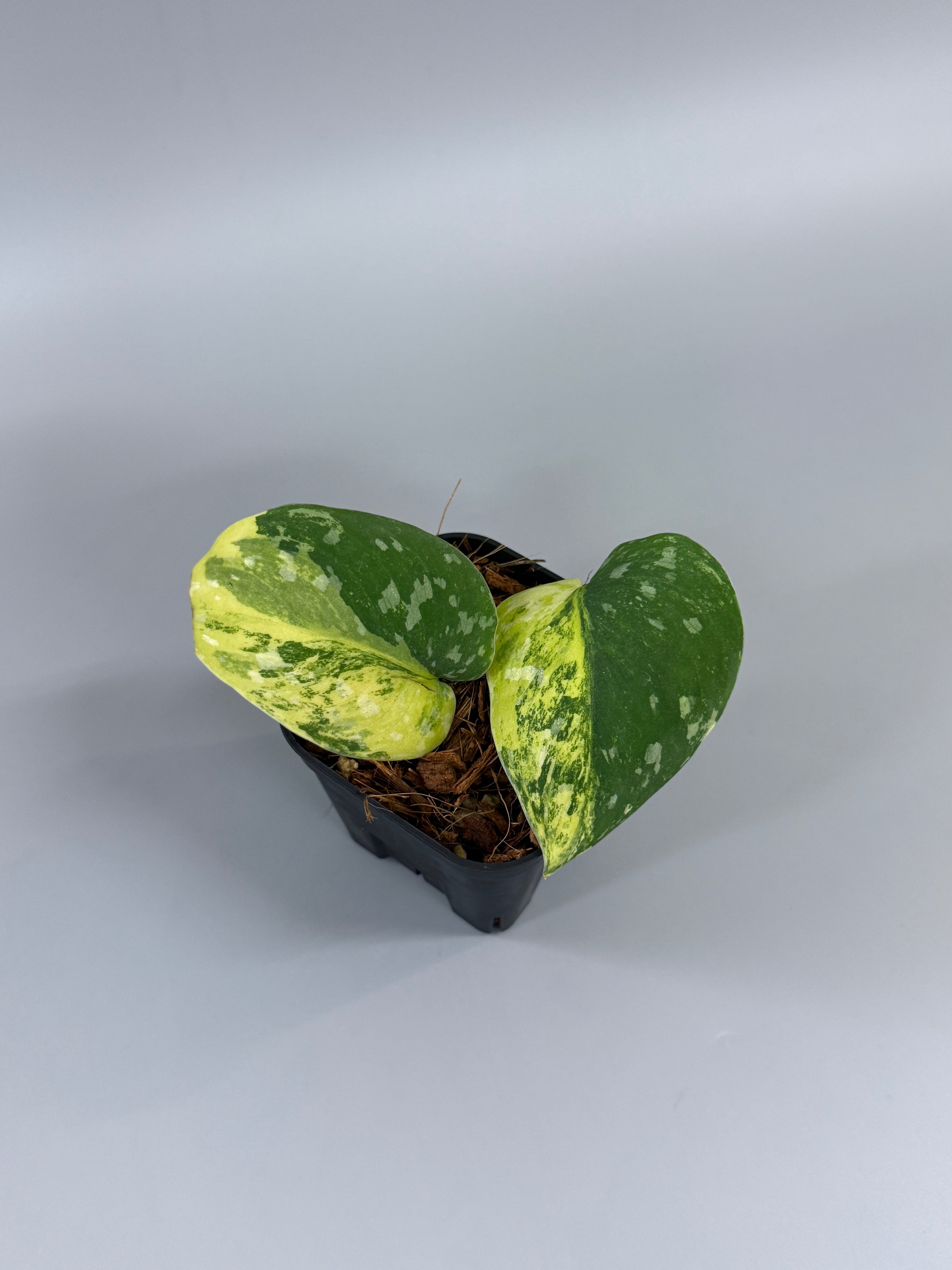 All Plants – Page 2 – Nakayama-Plants