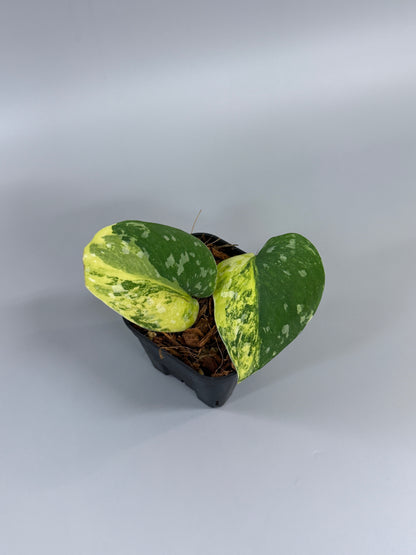 スキンダプサス ファンタジー / Scindapsus Fantasy (2)