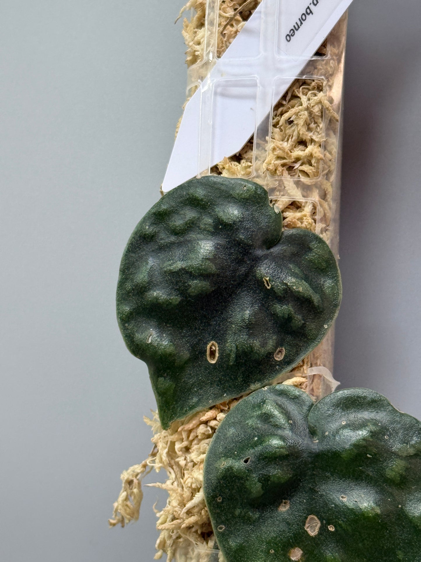 スキンダプサス ブラックマンバ  / Scindapsus black mamba (2)