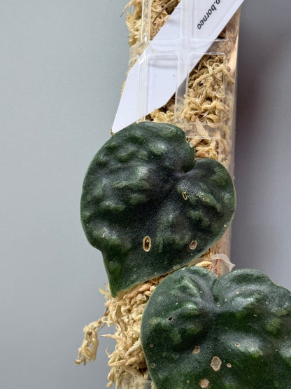 スキンダプサス ブラックマンバ  / Scindapsus black mamba (2)