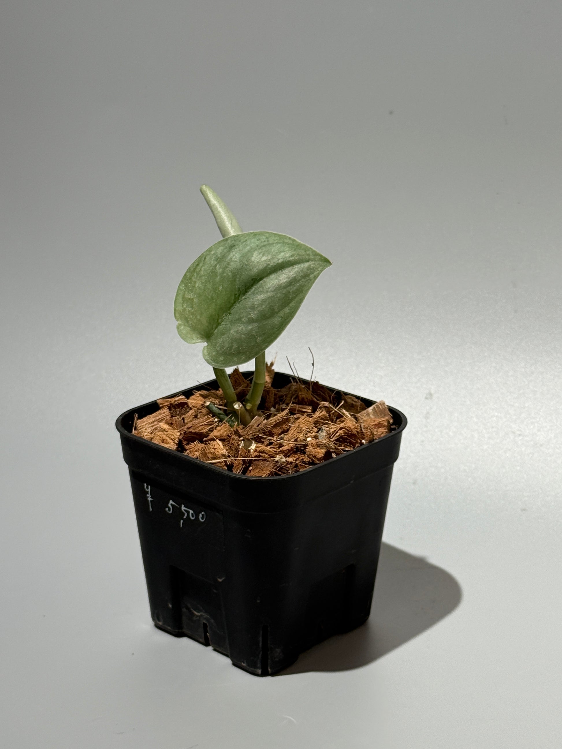 スキンダプサス シルバー スポット sp.カリマンタン / Scindapsus Silver spot sp.Kalimantan (1)