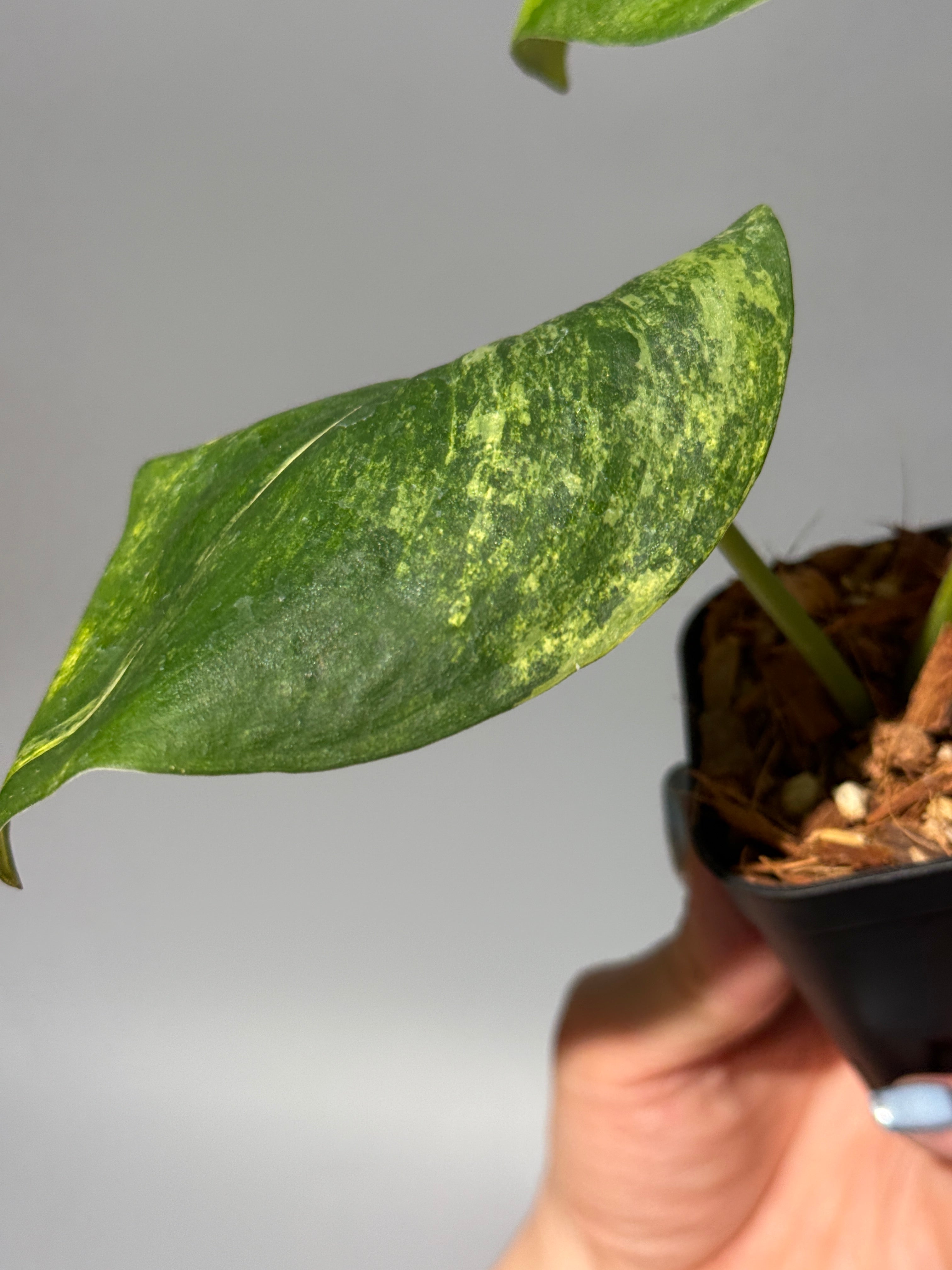 新着商品 – Nakayama-Plants