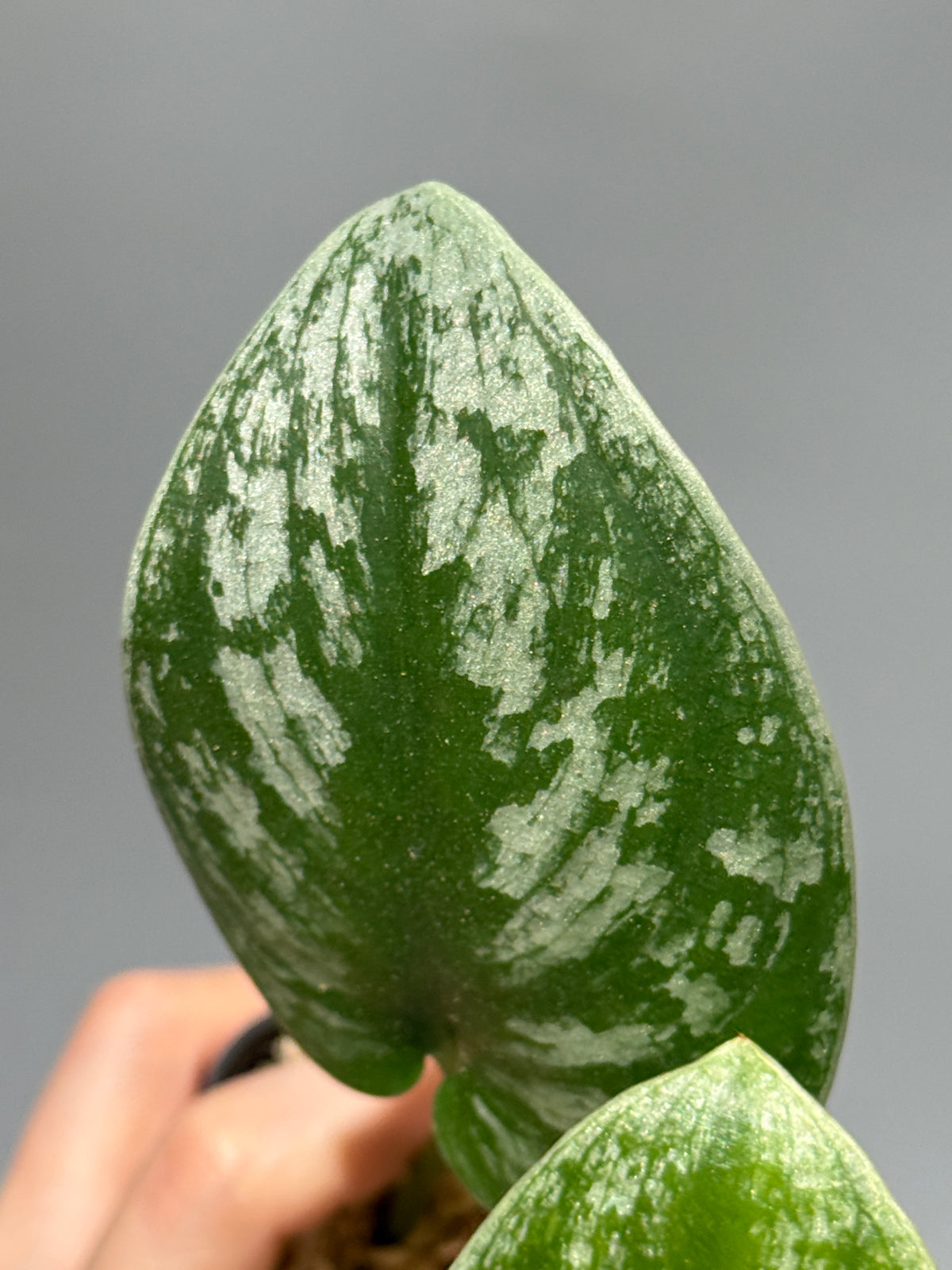 スキンダプサス  Sp.カリマンタン / Scindapsus Sp.Kalimantan (2)