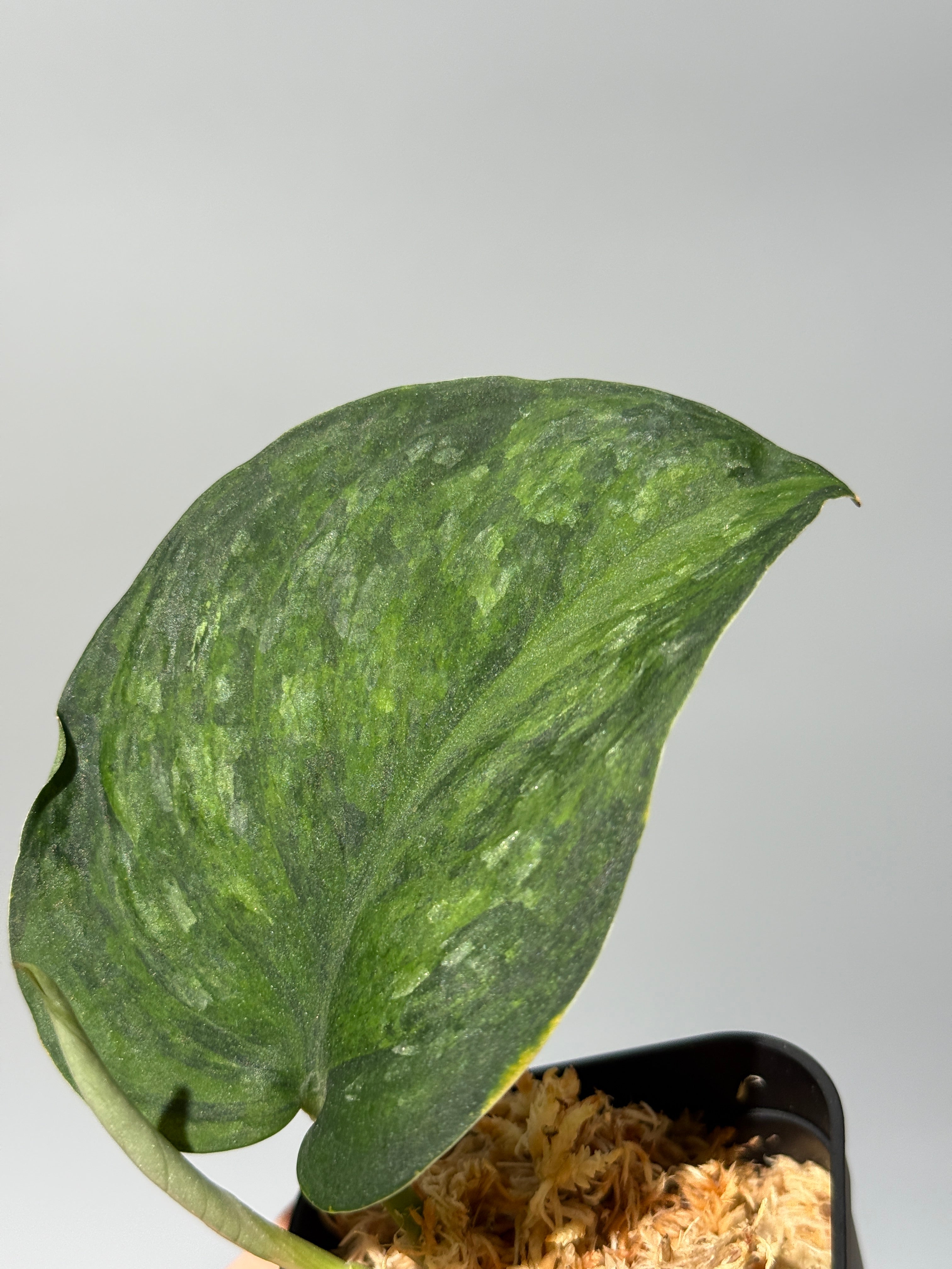(まに商品)スキンダプサス　セット　a1 All Plants – Nakayama-Plants