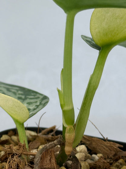 スキンダプサス ラカンビニ / Scindapsus lakambini  (2)