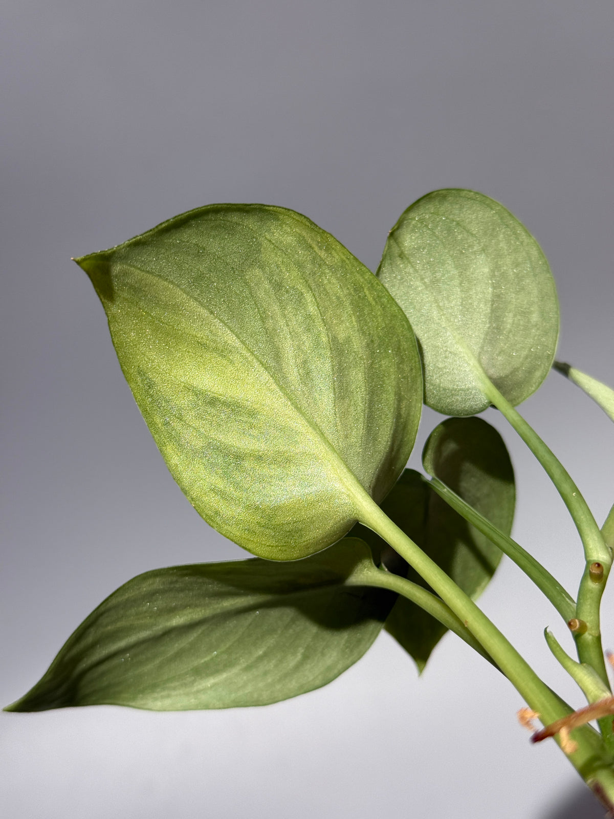 スキンダプサス エキゾチカ イエロームーン  / Scindapsus Exotica yellow moon (1)
