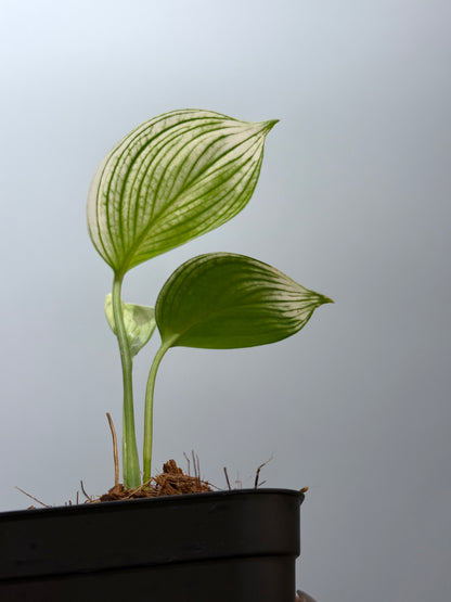 スキンダプサス ホワイトモンスター / Scindapsus whitemonster (5)