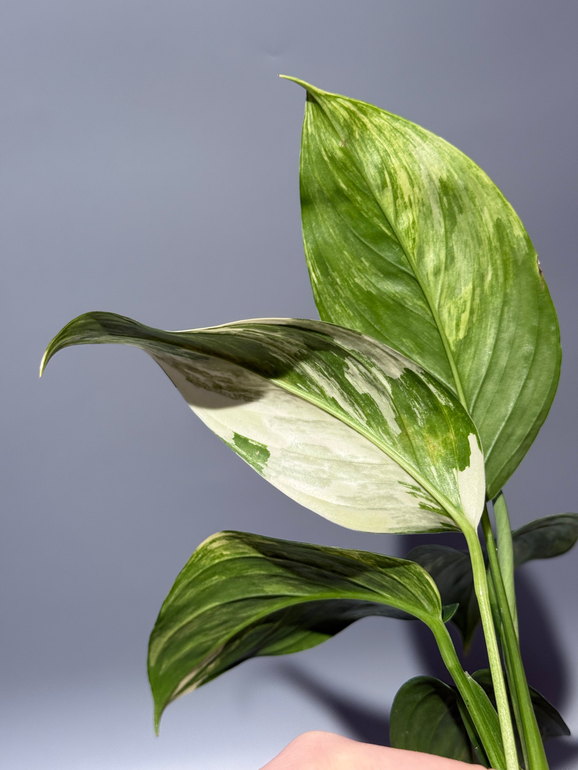 スキンダプサス ペラケンシス 斑入り / Scindapsus Perakensis var. (1)