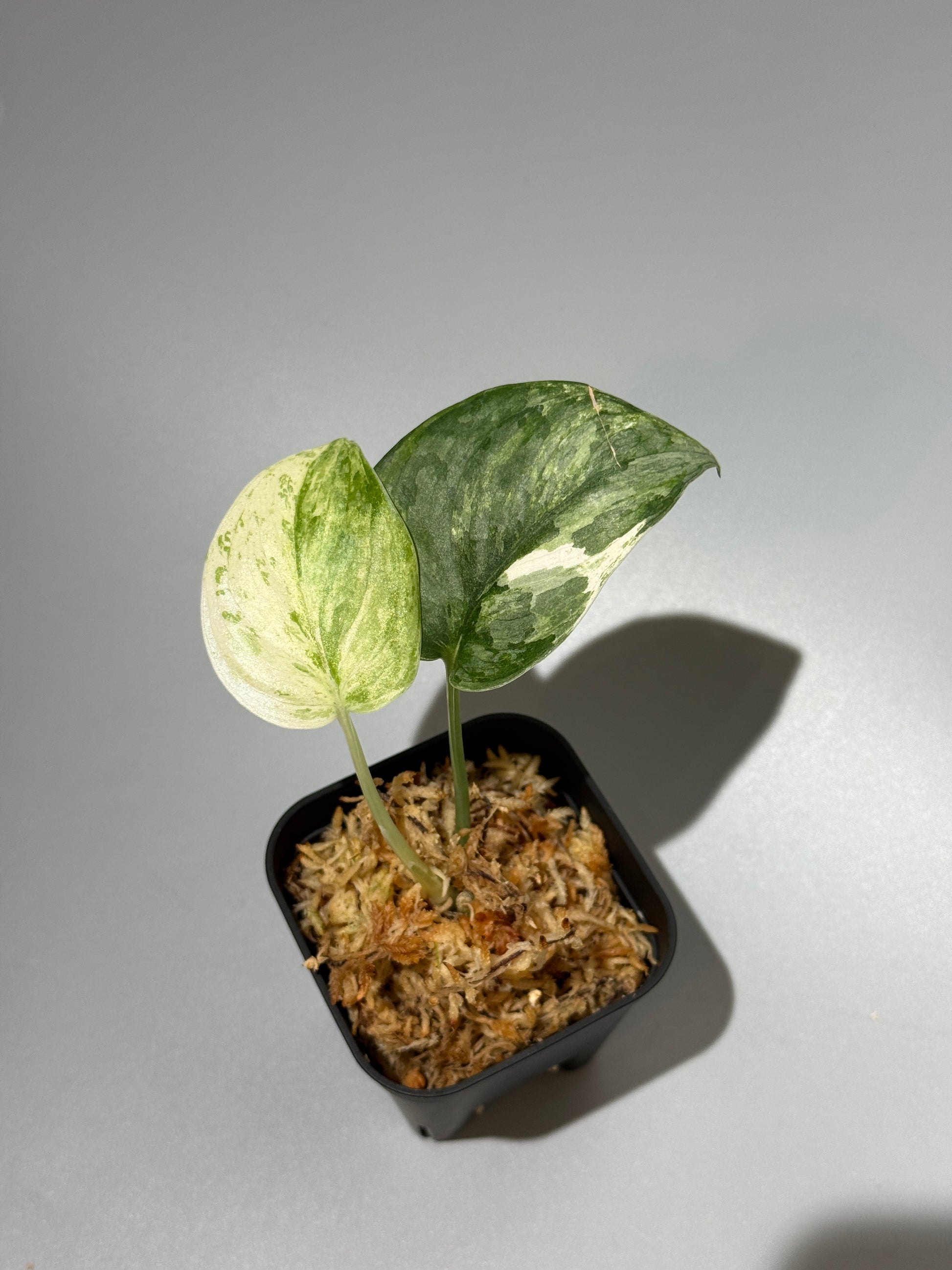 スキンダプサス ブルークラウド トリカラー / Scindapsus Exotica cloud tricolor (1)